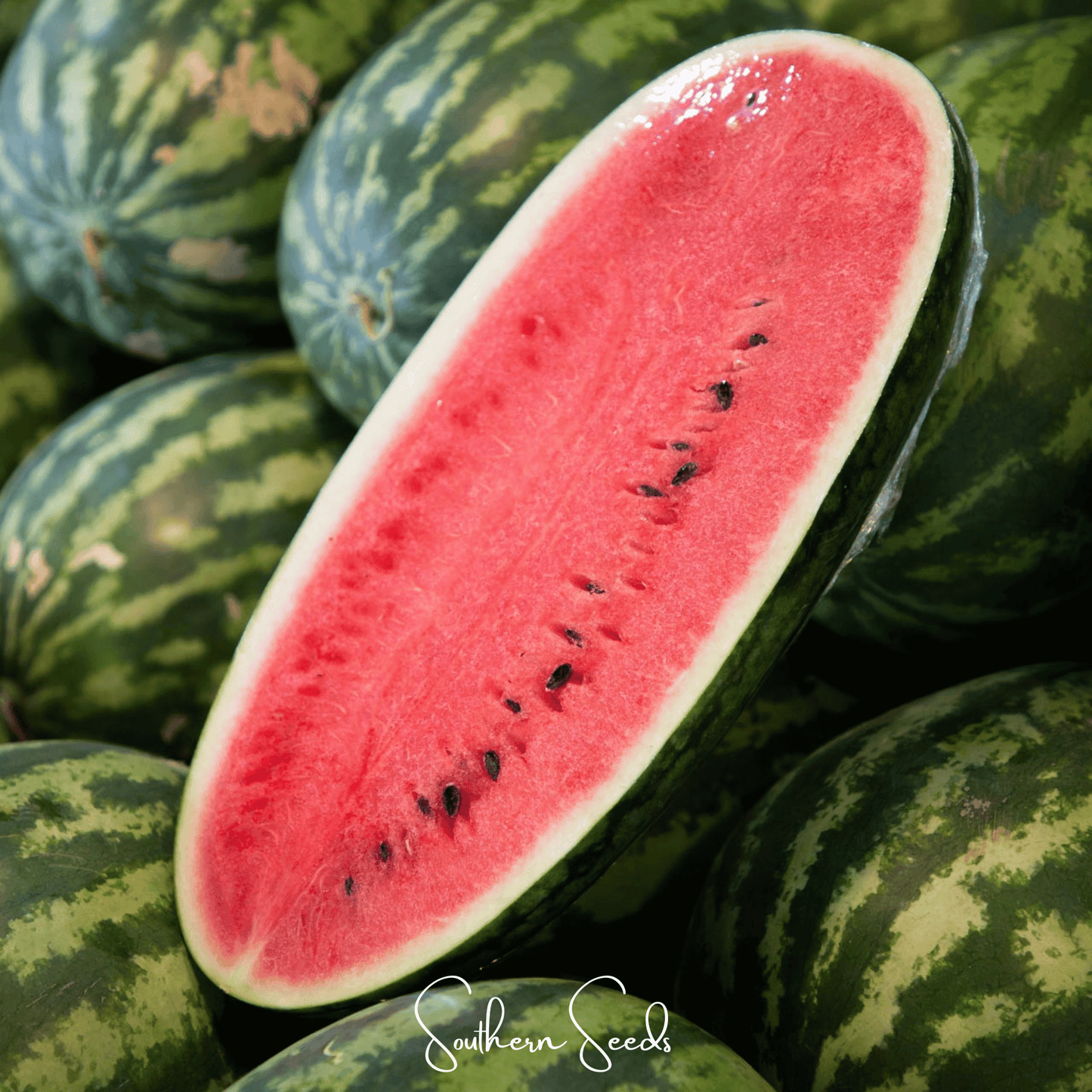 Congo Watermelon ā 25 Seeds