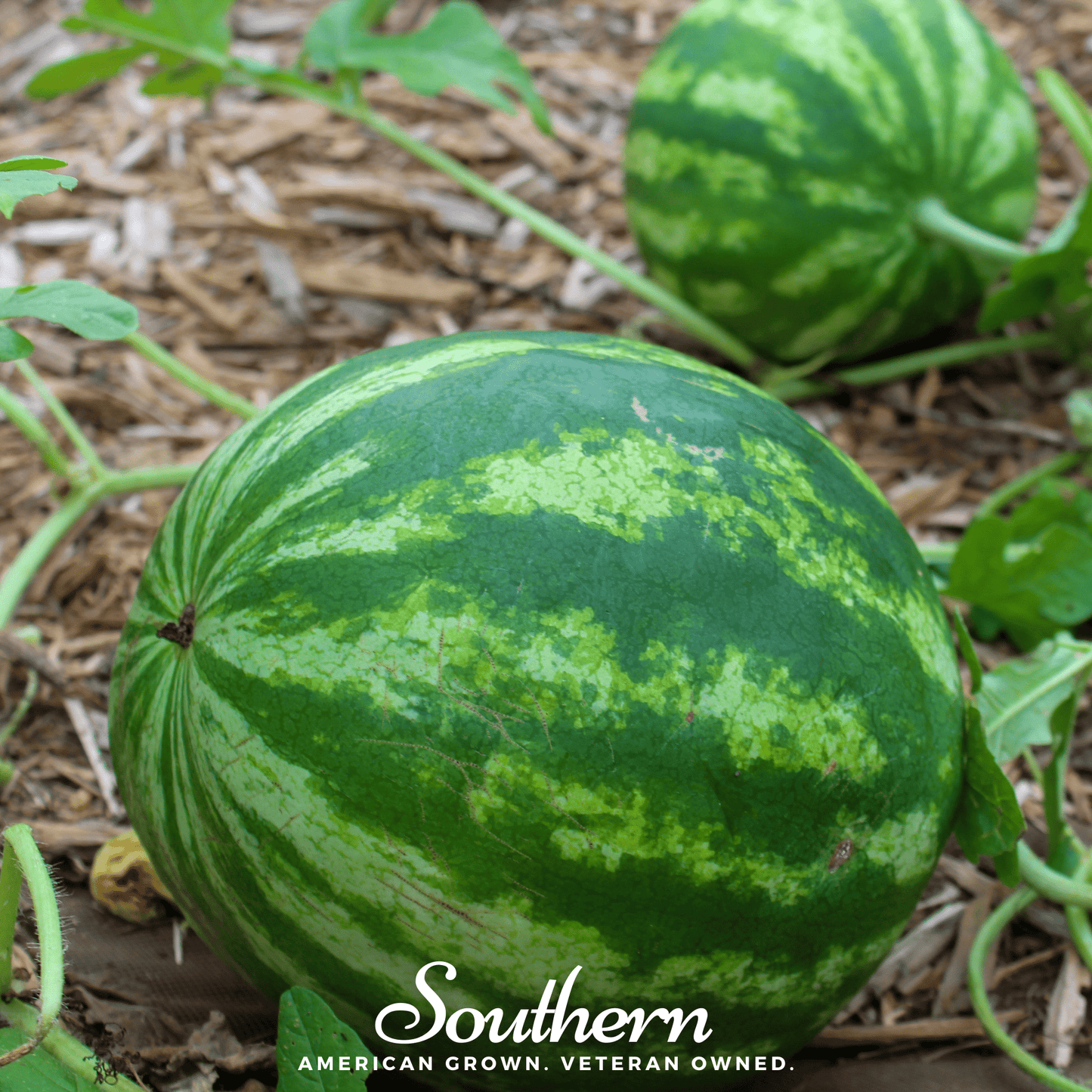 Crimson Sweet Watermelon ā 25 Seeds