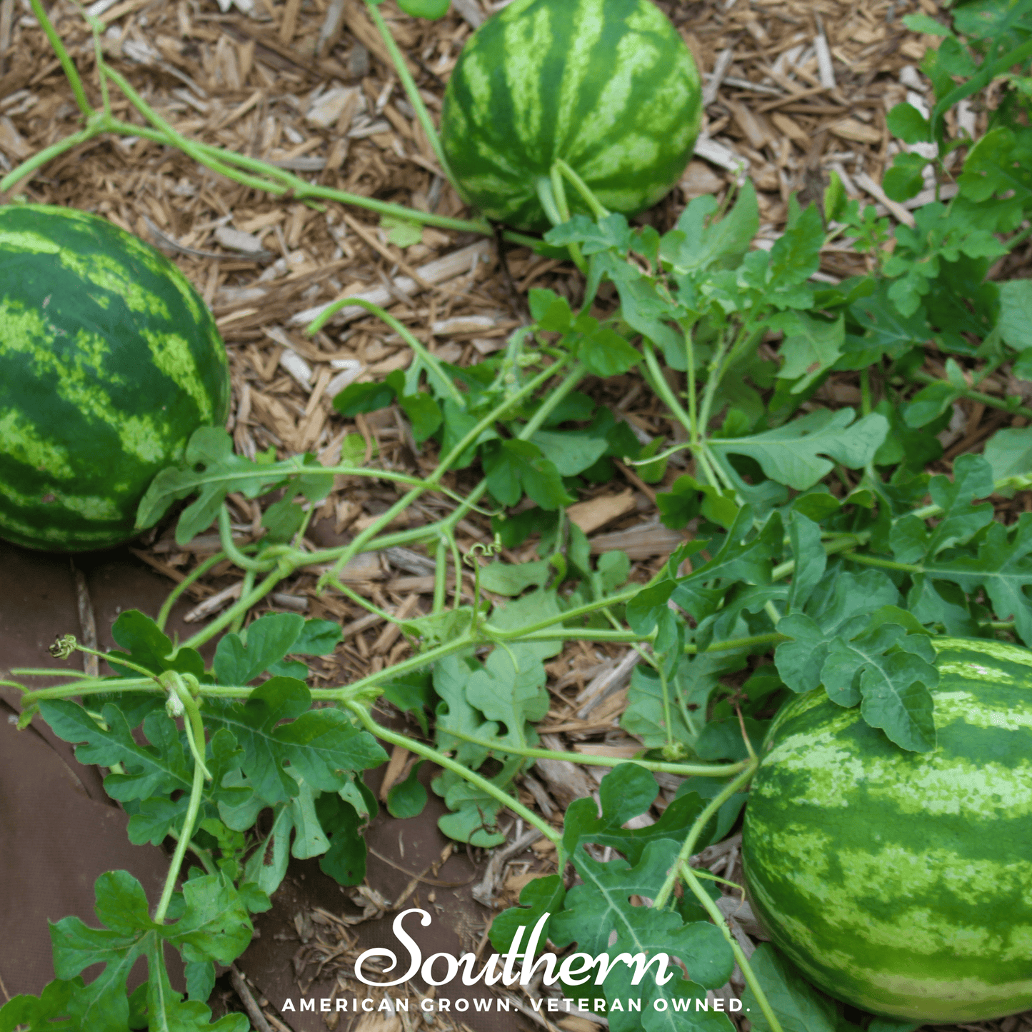 Crimson Sweet Watermelon ā 25 Seeds
