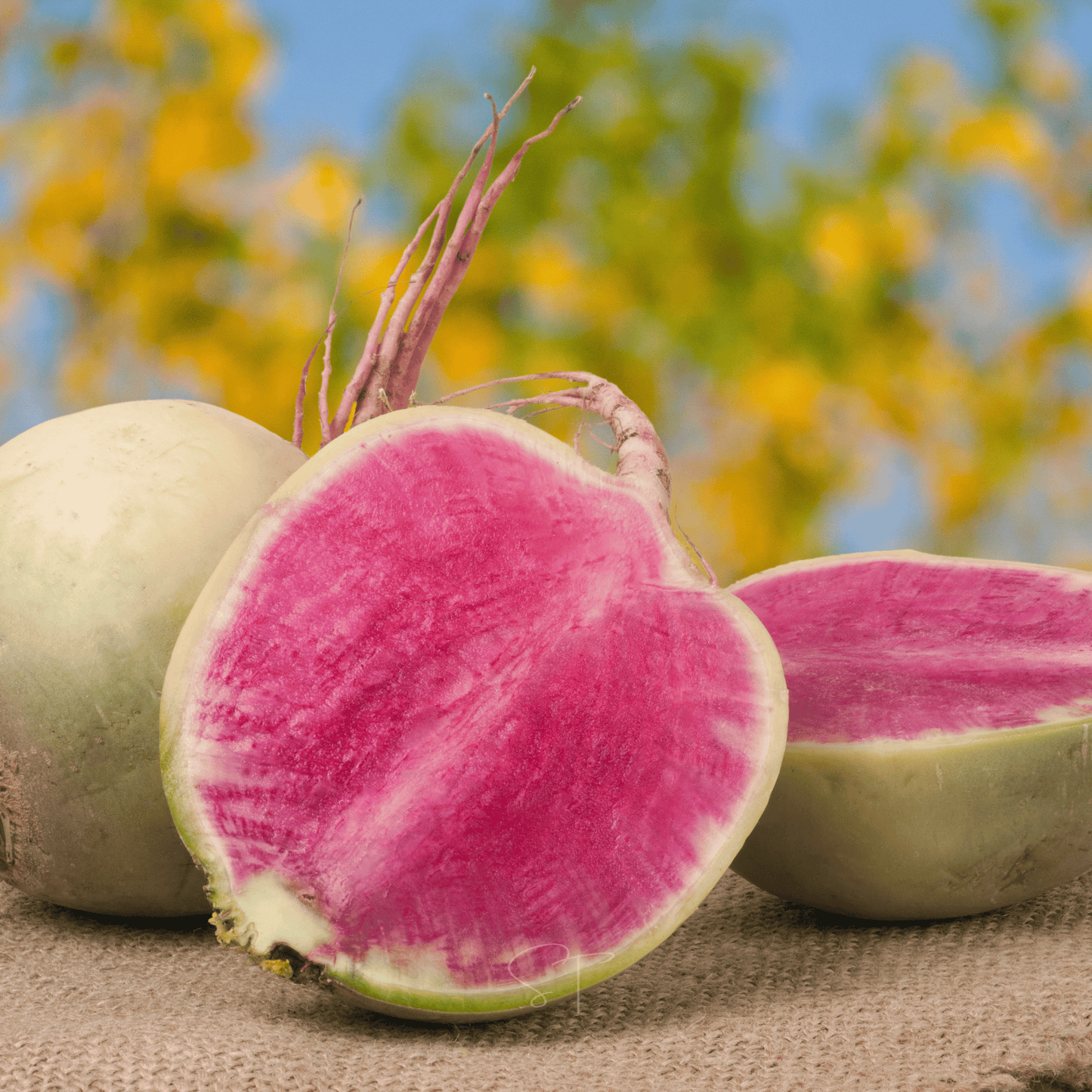 Watermelon Radish ā 50 Seeds
