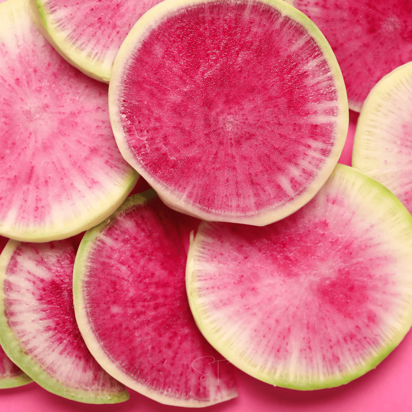 Watermelon Radish ā 50 Seeds