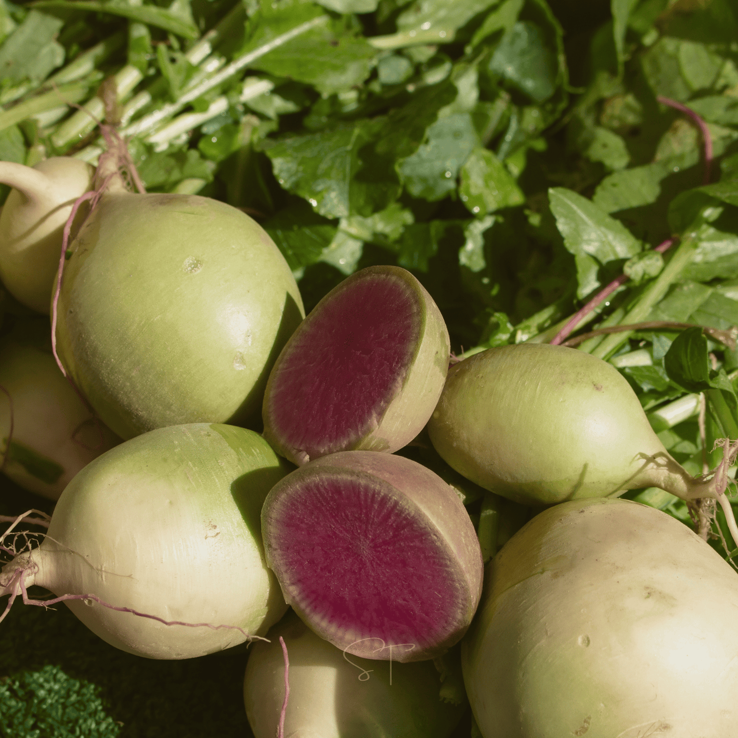 Watermelon Radish ā 50 Seeds