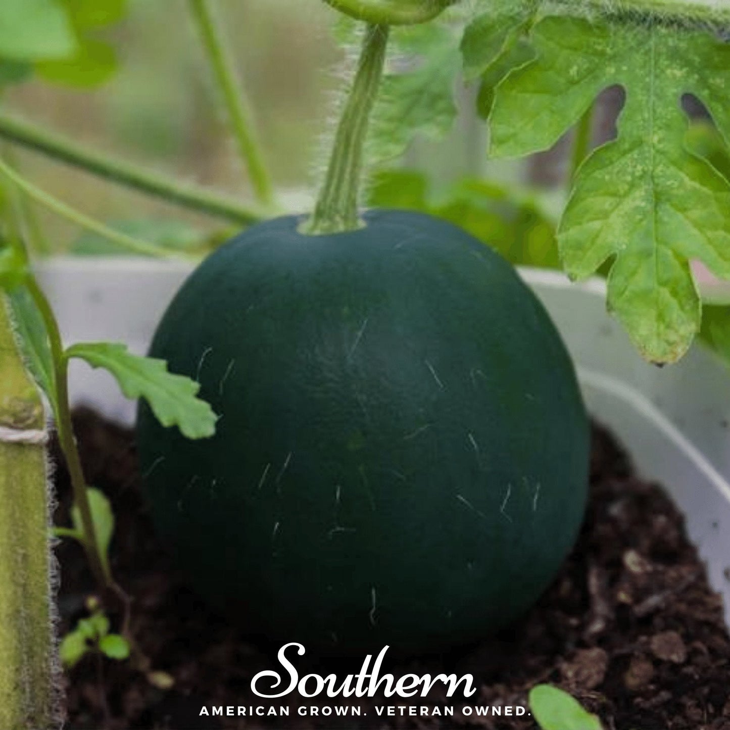 Sugar Baby Watermelon ā 25 Seeds