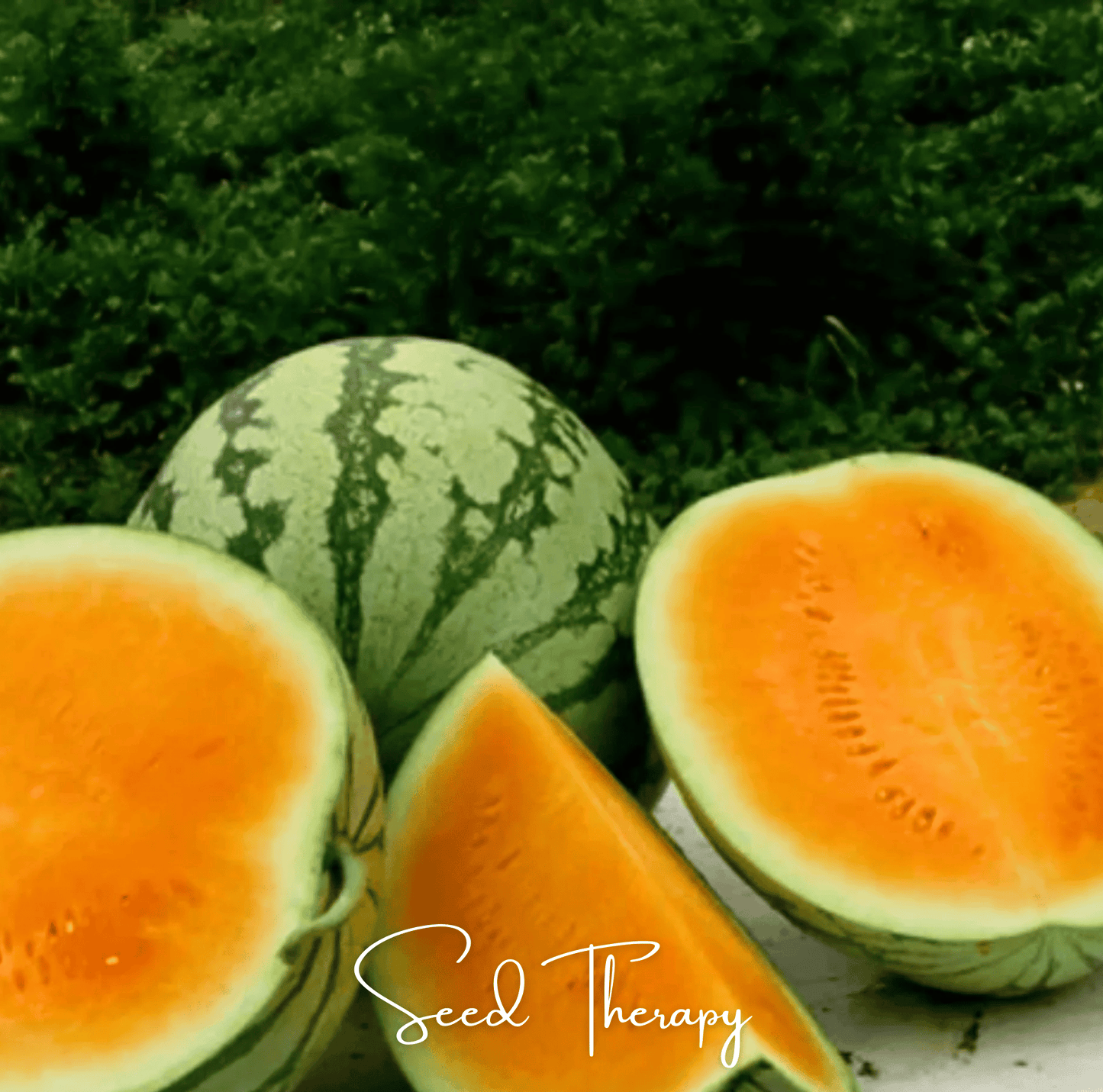 Tendersweet Orange Watermelon ā 25 Seeds