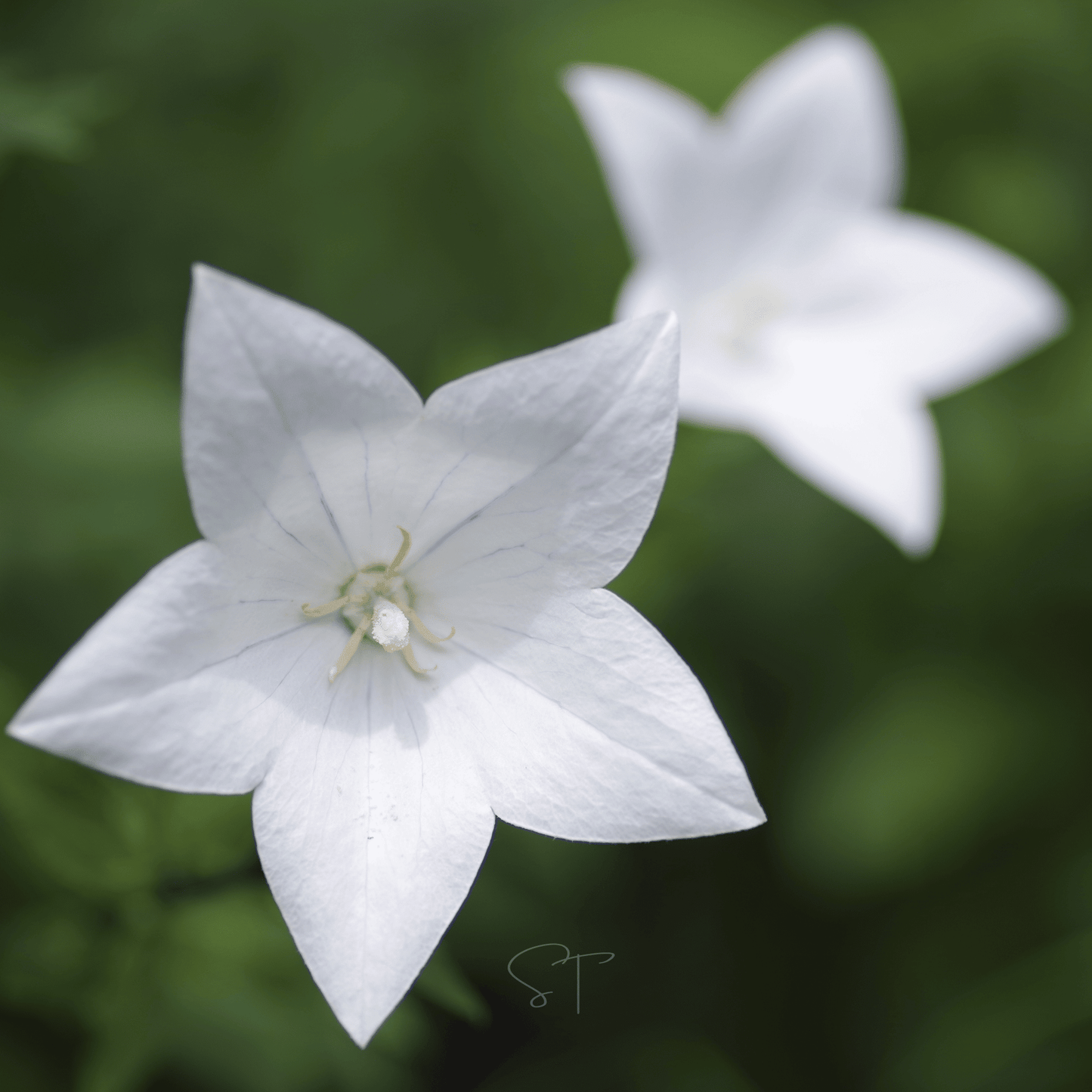 White Balloon Flower ā 50 Seeds