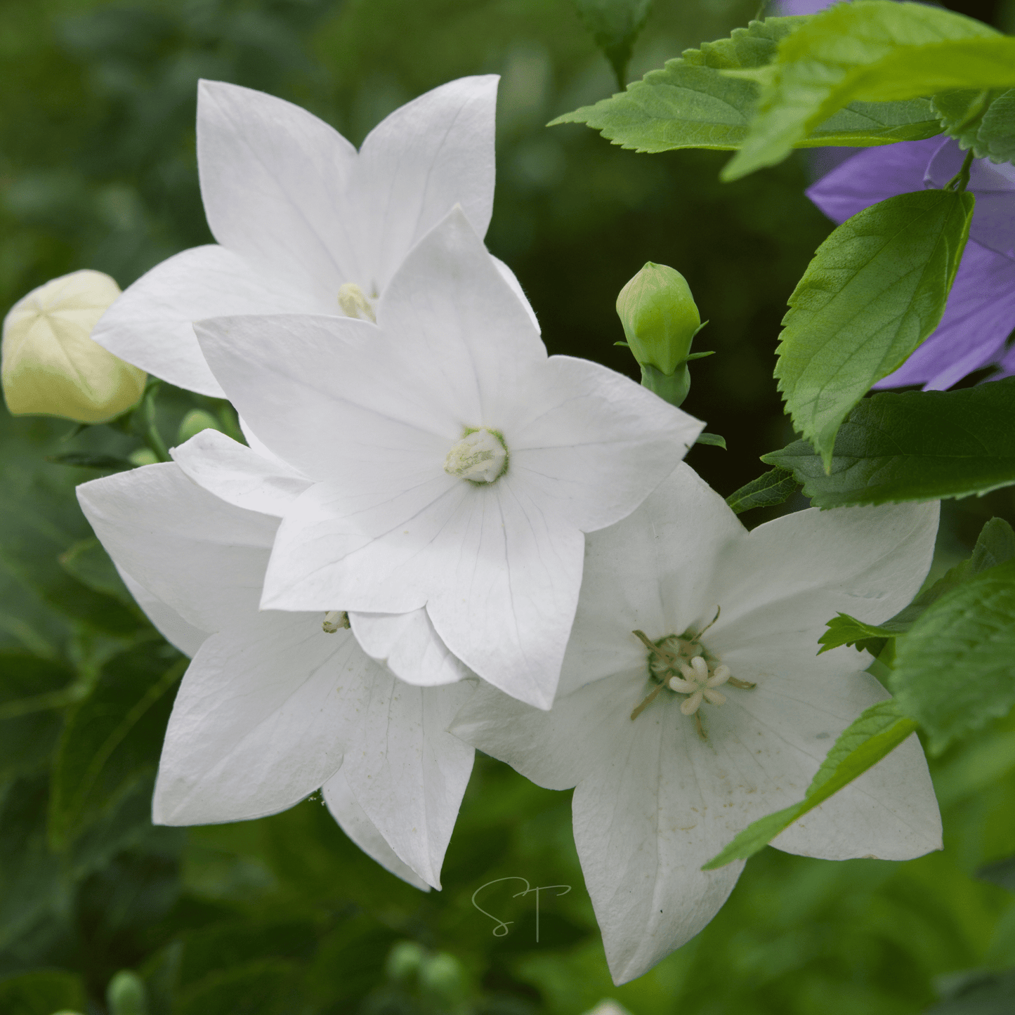 White Balloon Flower ā 50 Seeds
