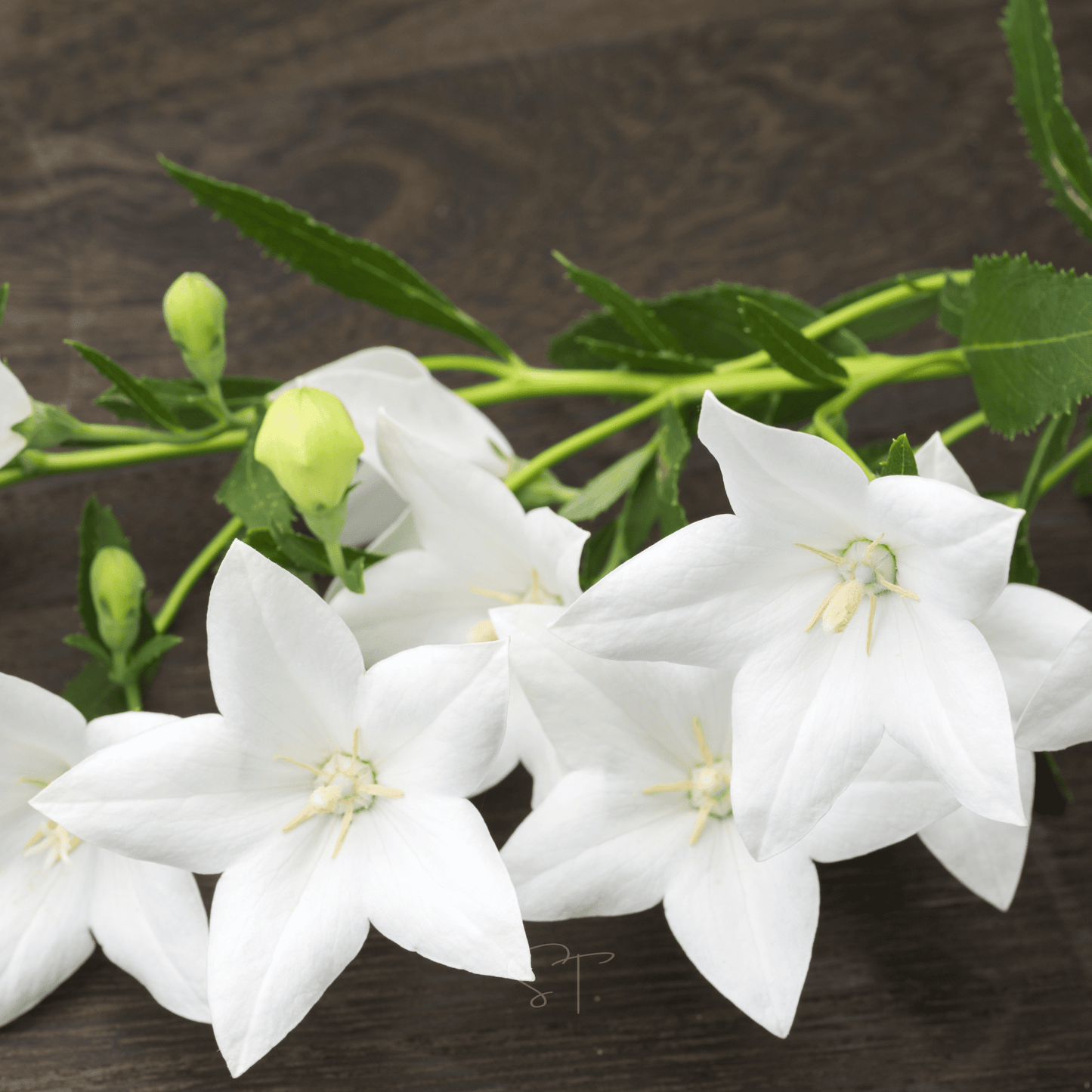 White Balloon Flower ā 50 Seeds