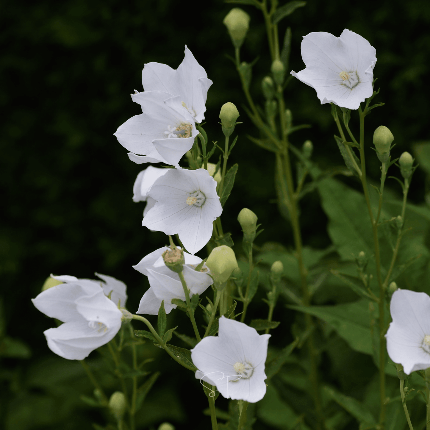 White Balloon Flower ā 50 Seeds