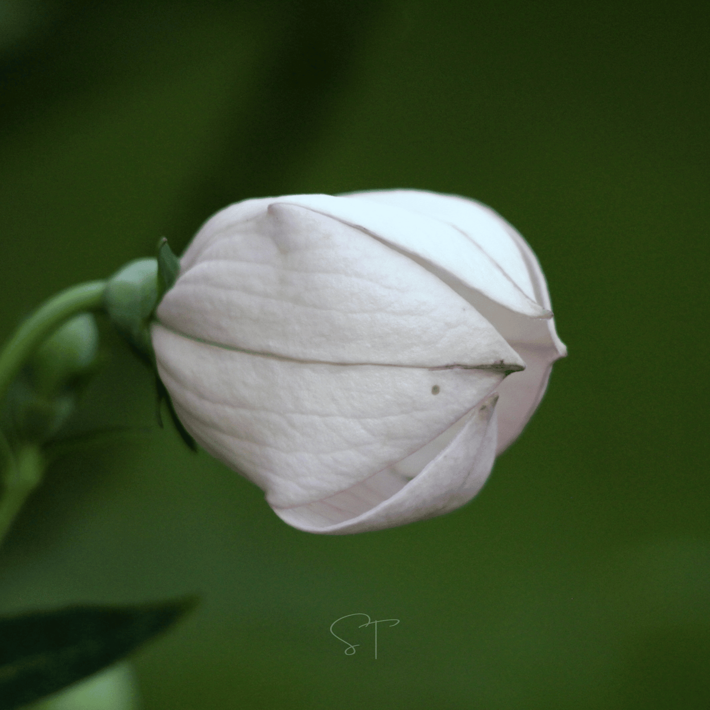 White Balloon Flower ā 50 Seeds