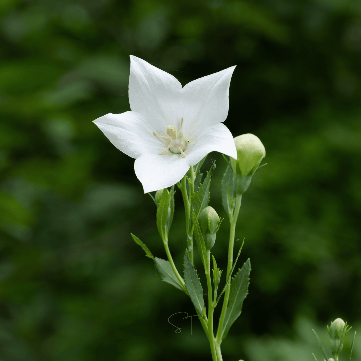 White Balloon Flower ā 50 Seeds