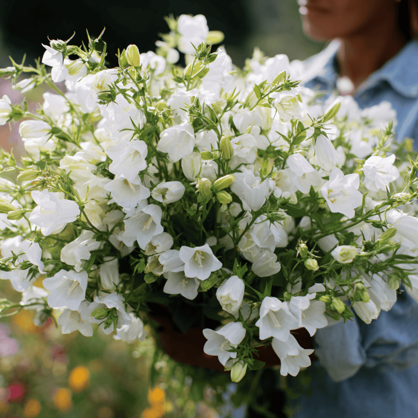 White Canterbury Bells ā 100 Seeds
