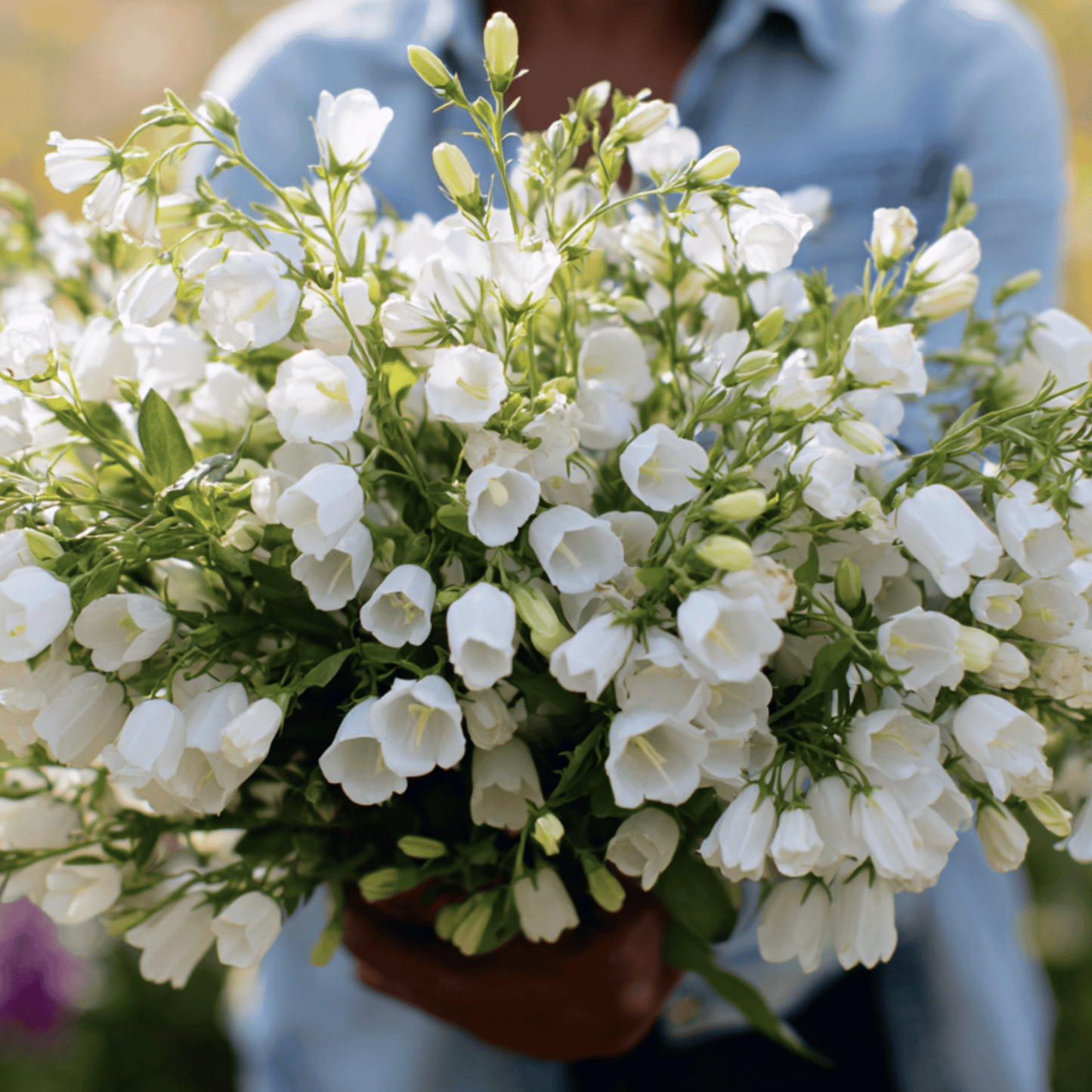 White Canterbury Bells ā 100 Seeds