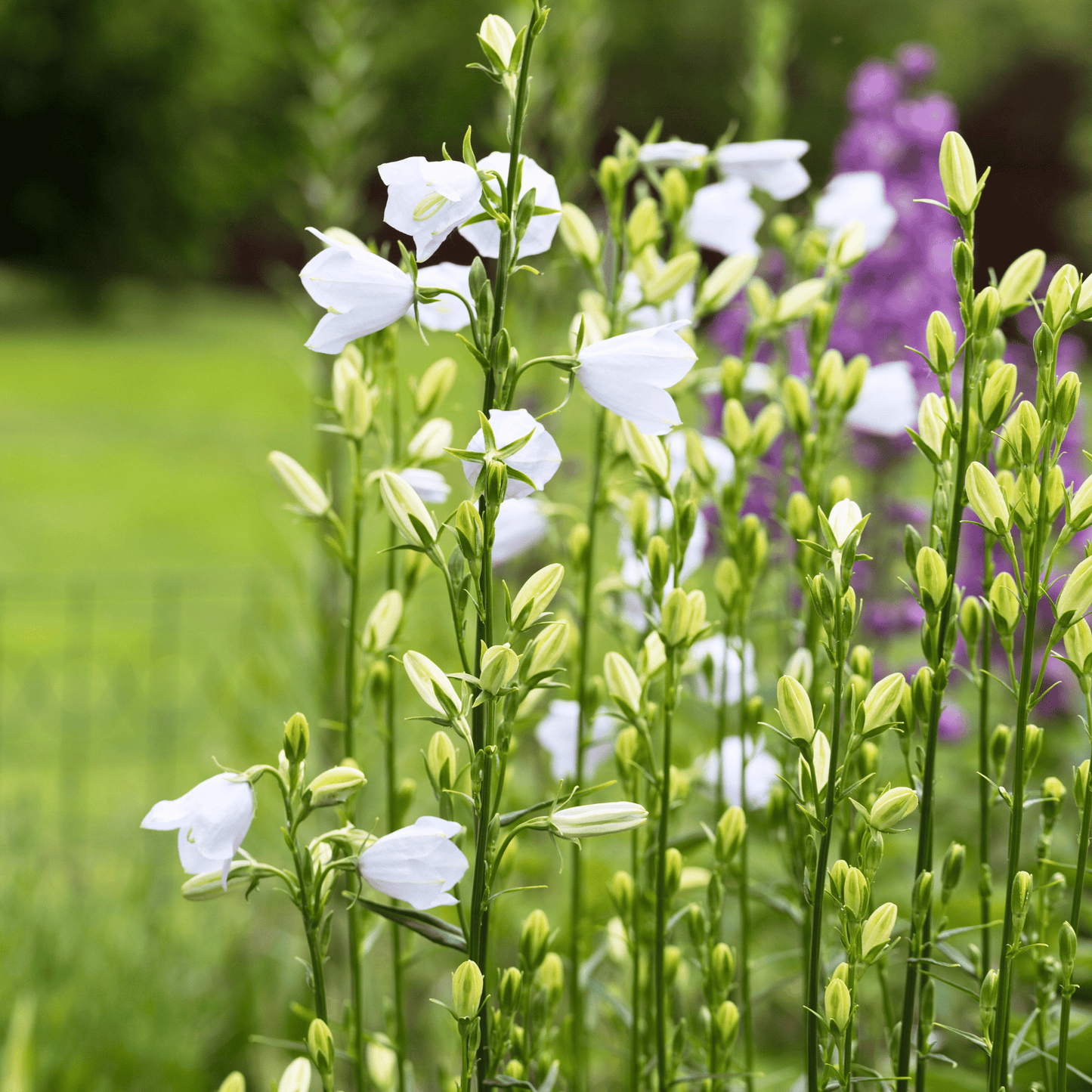 White Canterbury Bells ā 100 Seeds
