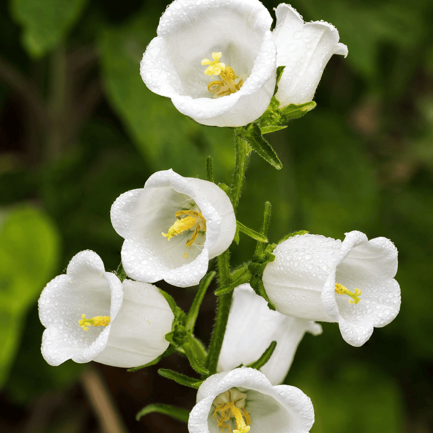 White Canterbury Bells ā 100 Seeds