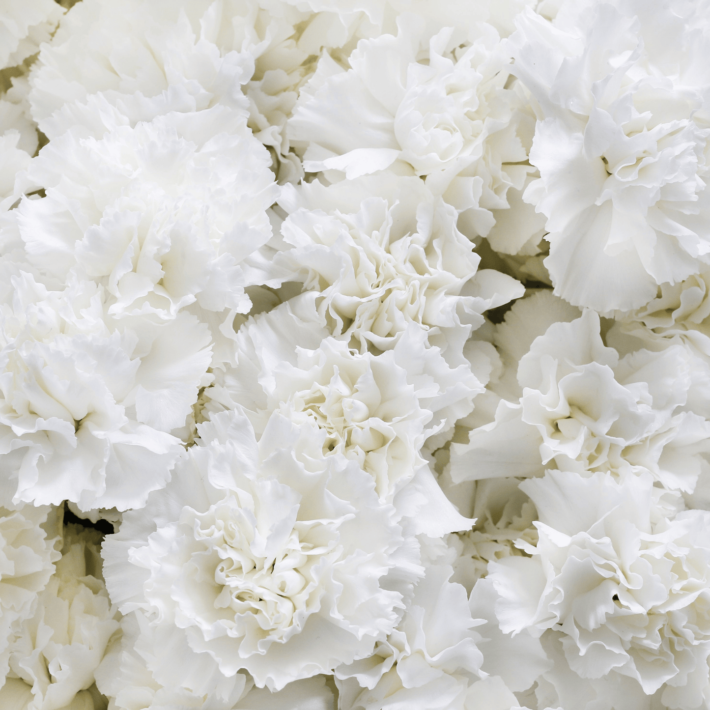 White Grenadin Carnation ā 25 Seeds