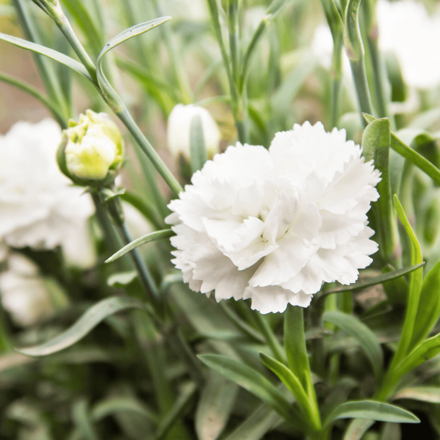 White Grenadin Carnation ā 25 Seeds
