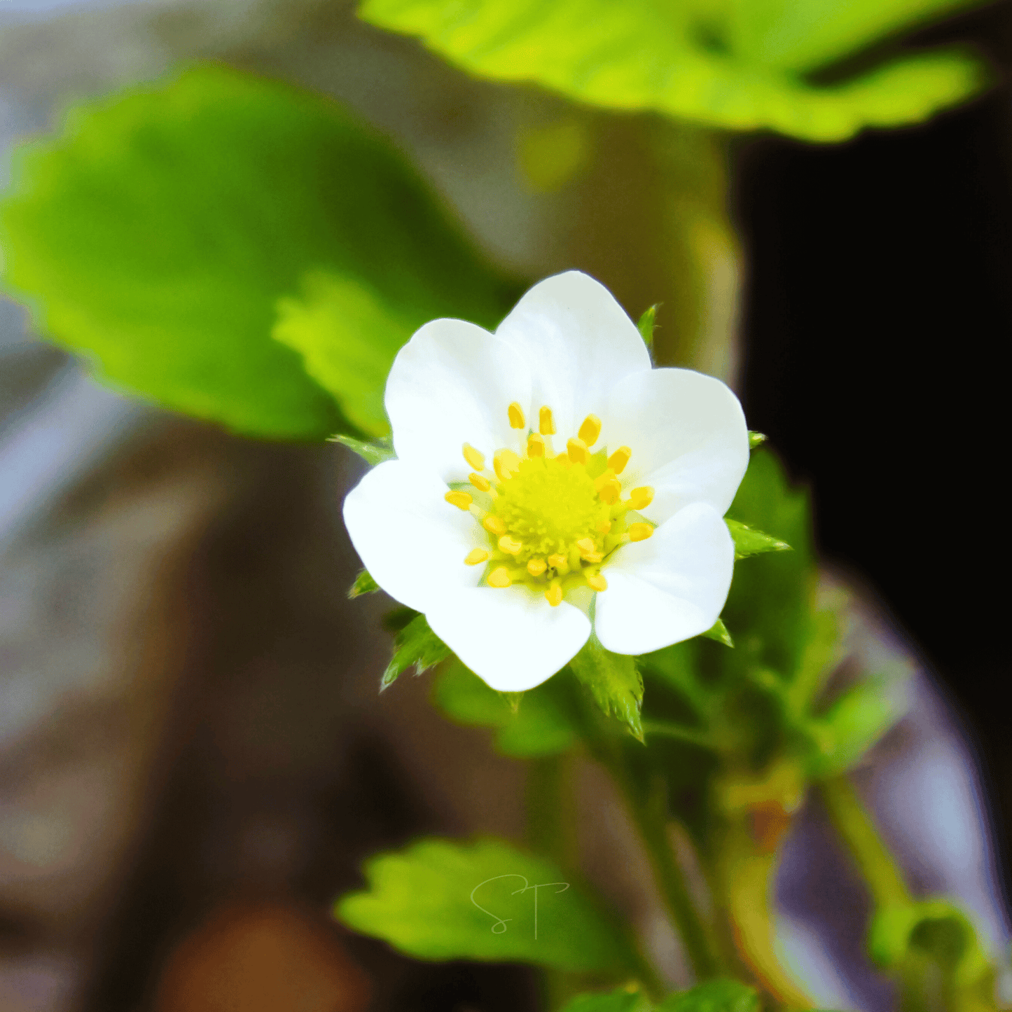 White Soul Strawberry ā 100 Seeds