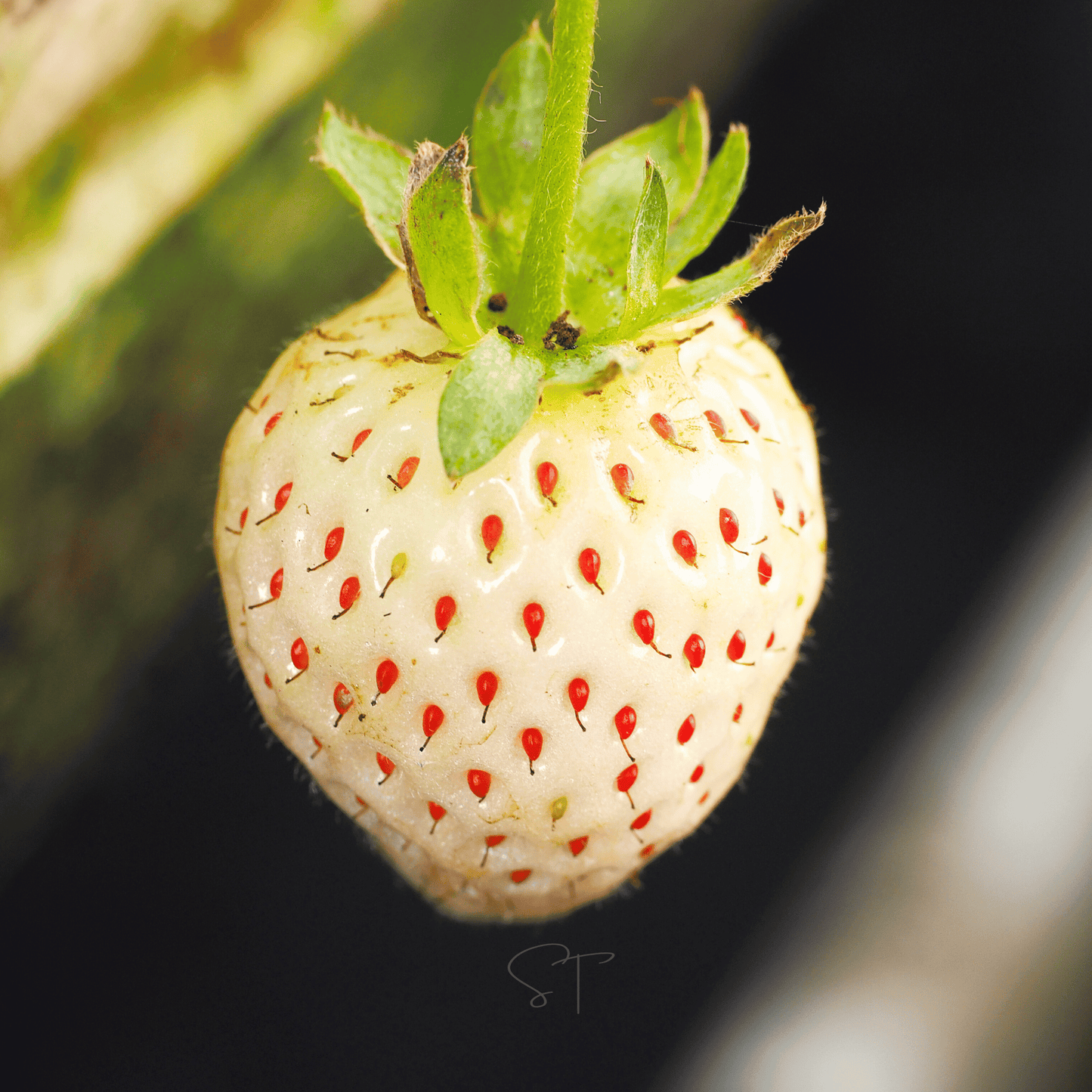 White Soul Strawberry ā 100 Seeds
