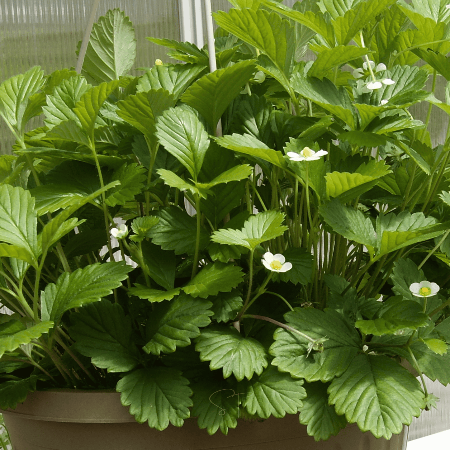 White Soul Strawberry ā 100 Seeds