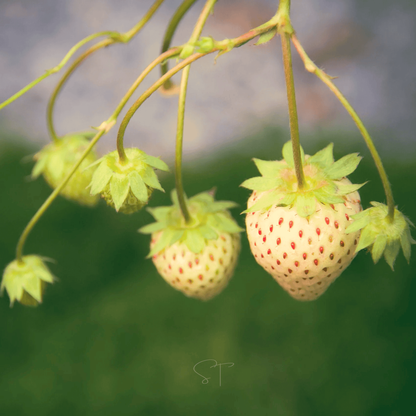 White Soul Strawberry ā 100 Seeds