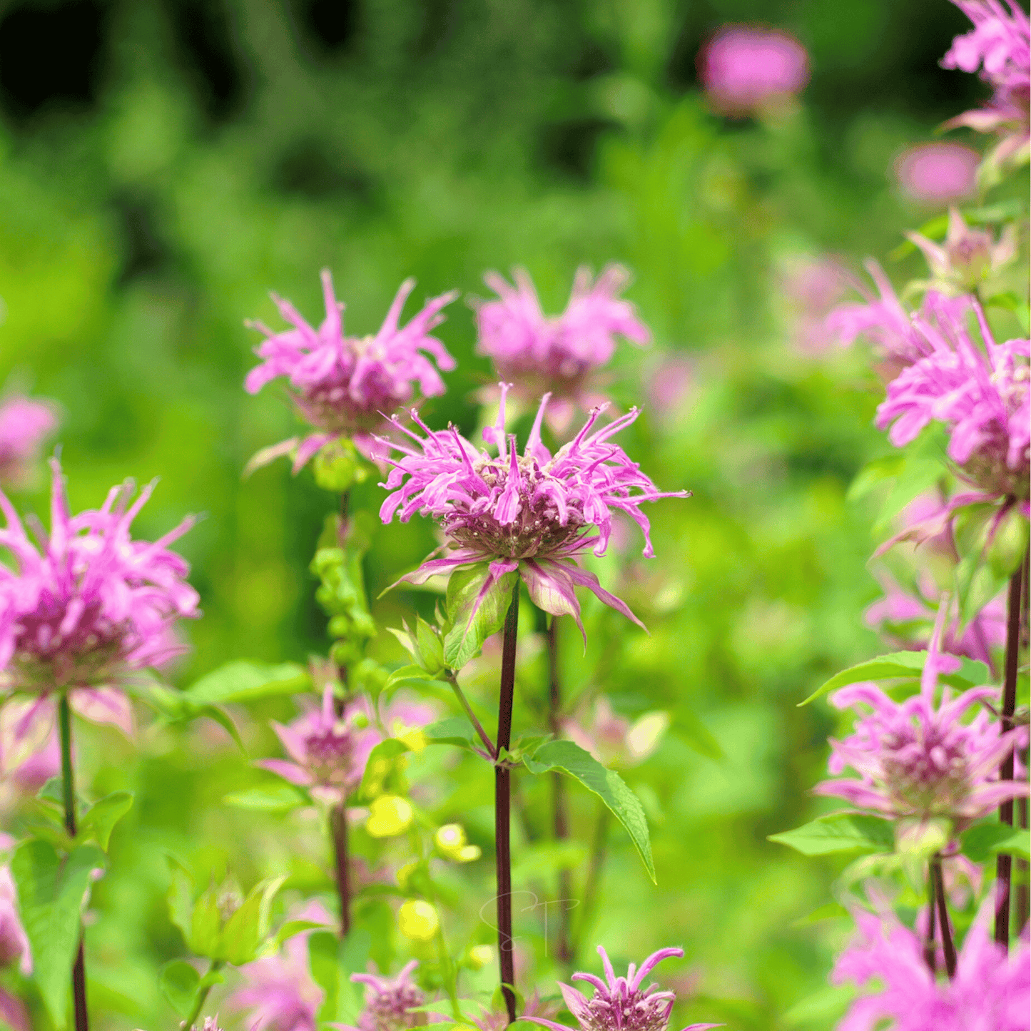 Wild Bergamot Bee Balm (Mintleaf) ā 100 Seeds