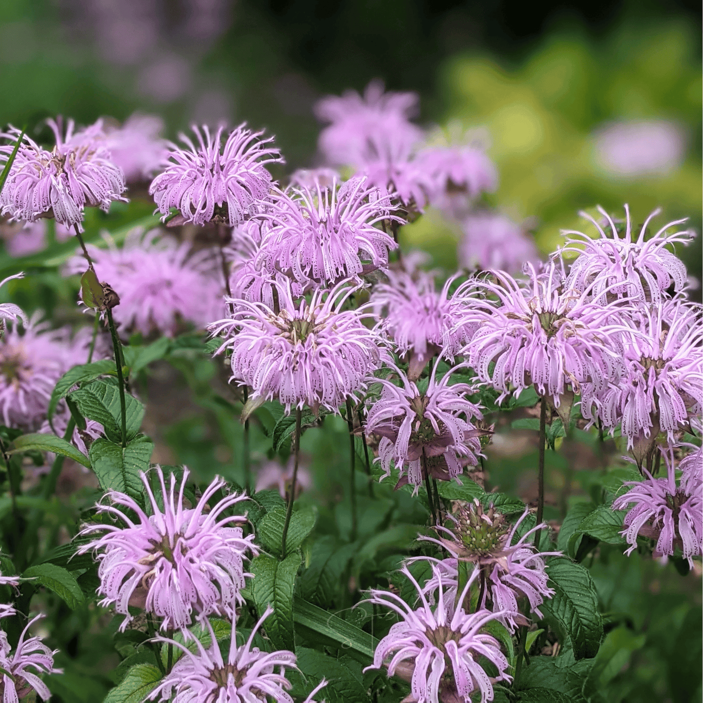 Wild Bergamot Bee Balm (Mintleaf) ā 100 Seeds