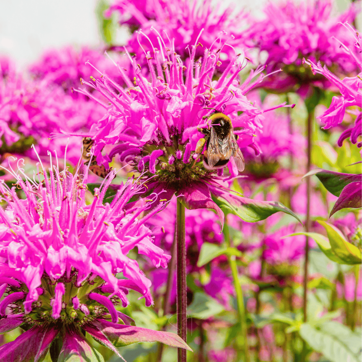 Wild Bergamot Bee Balm (Mintleaf) ā 100 Seeds