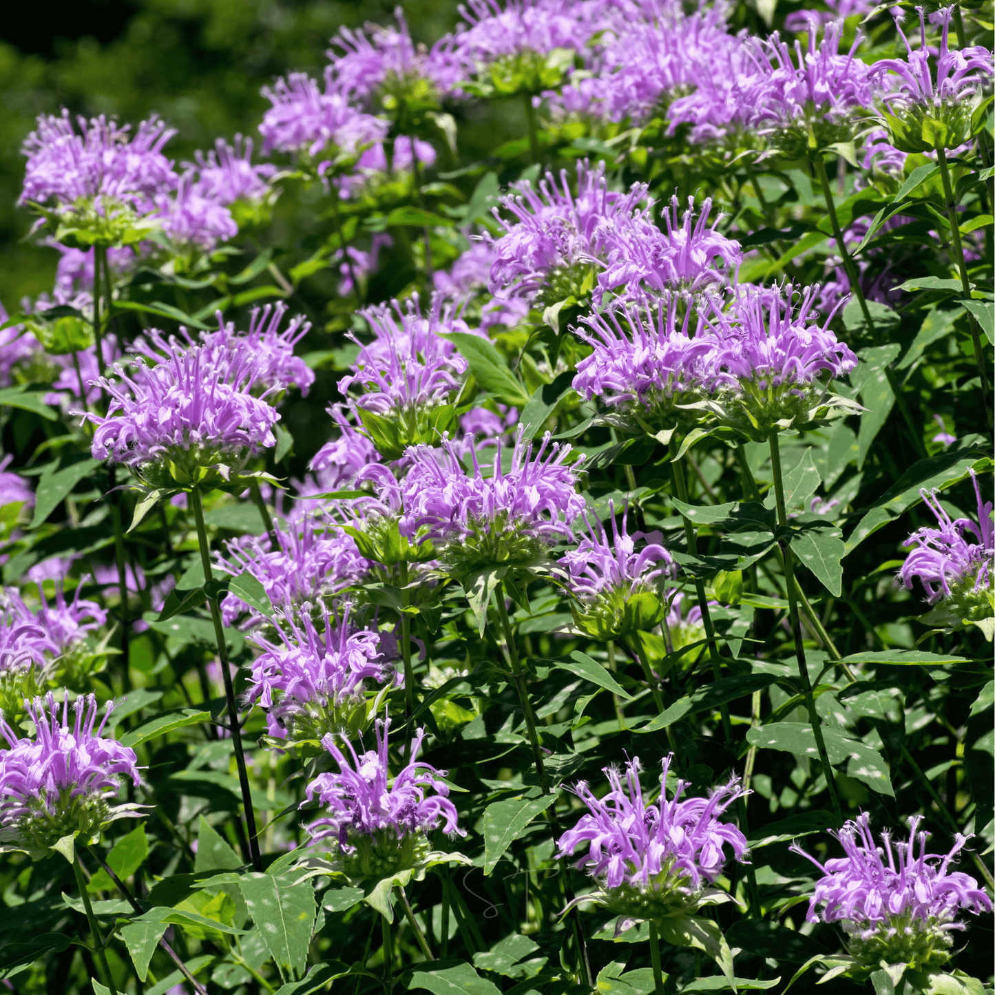 Wild Bergamot Bee Balm (Mintleaf) ā 100 Seeds