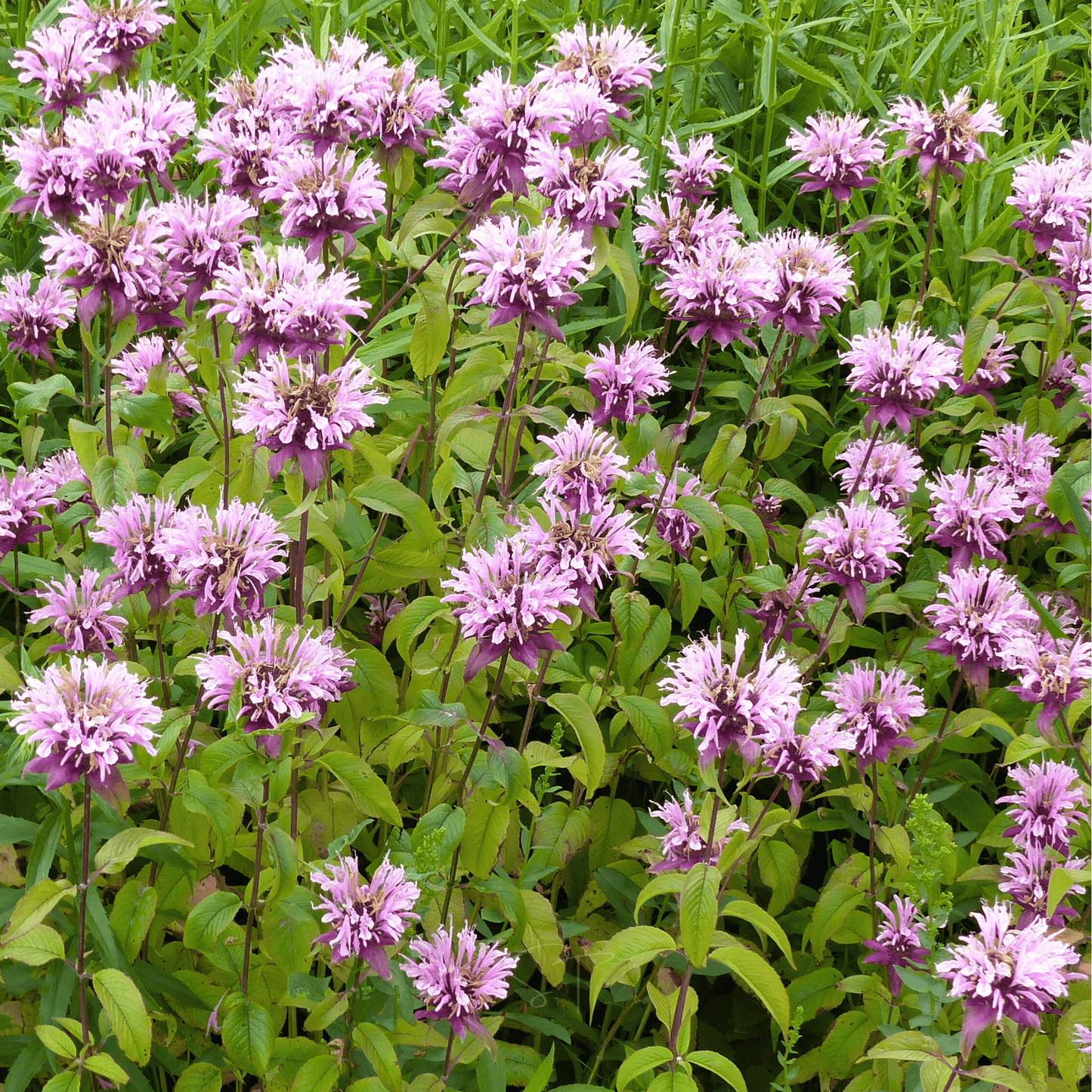 Wild Bergamot Bee Balm (Mintleaf) ā 100 Seeds