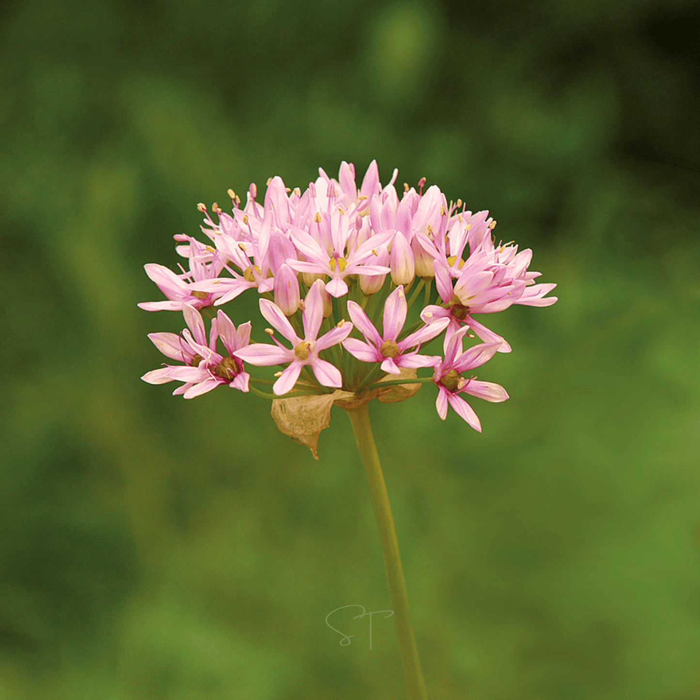 Wild Garlic ā 25 Seeds