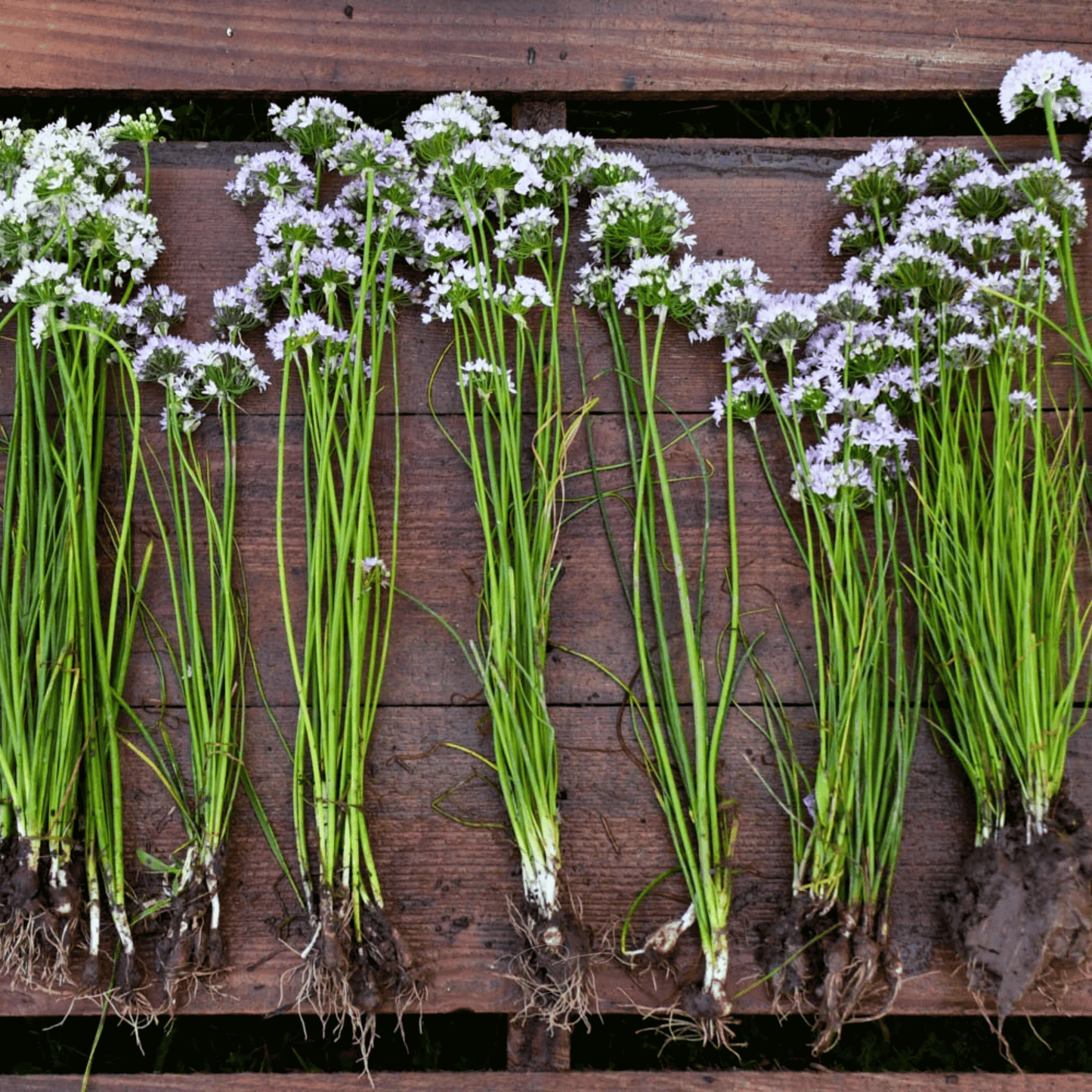 Wild Garlic ā 25 Seeds