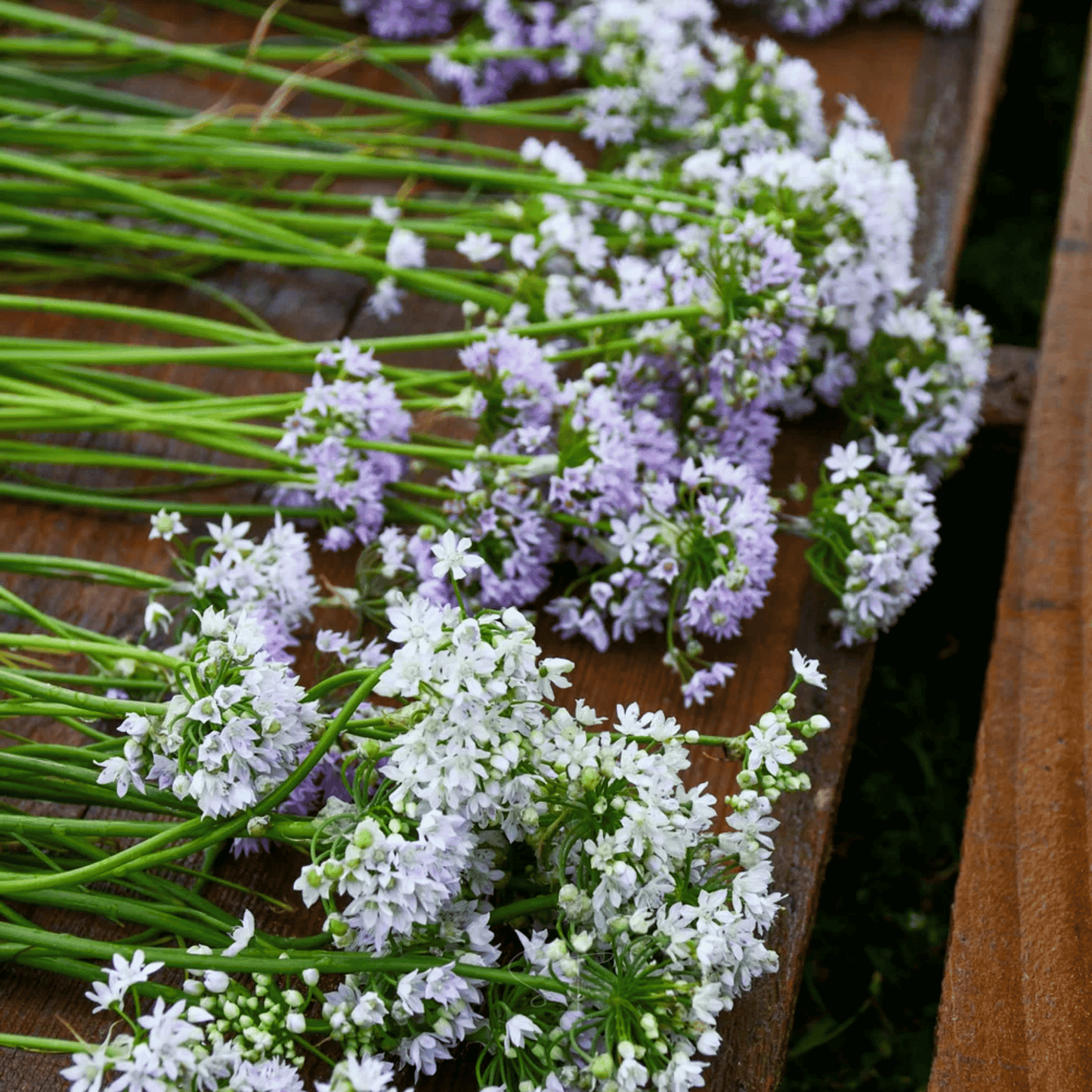 Wild Garlic ā 25 Seeds