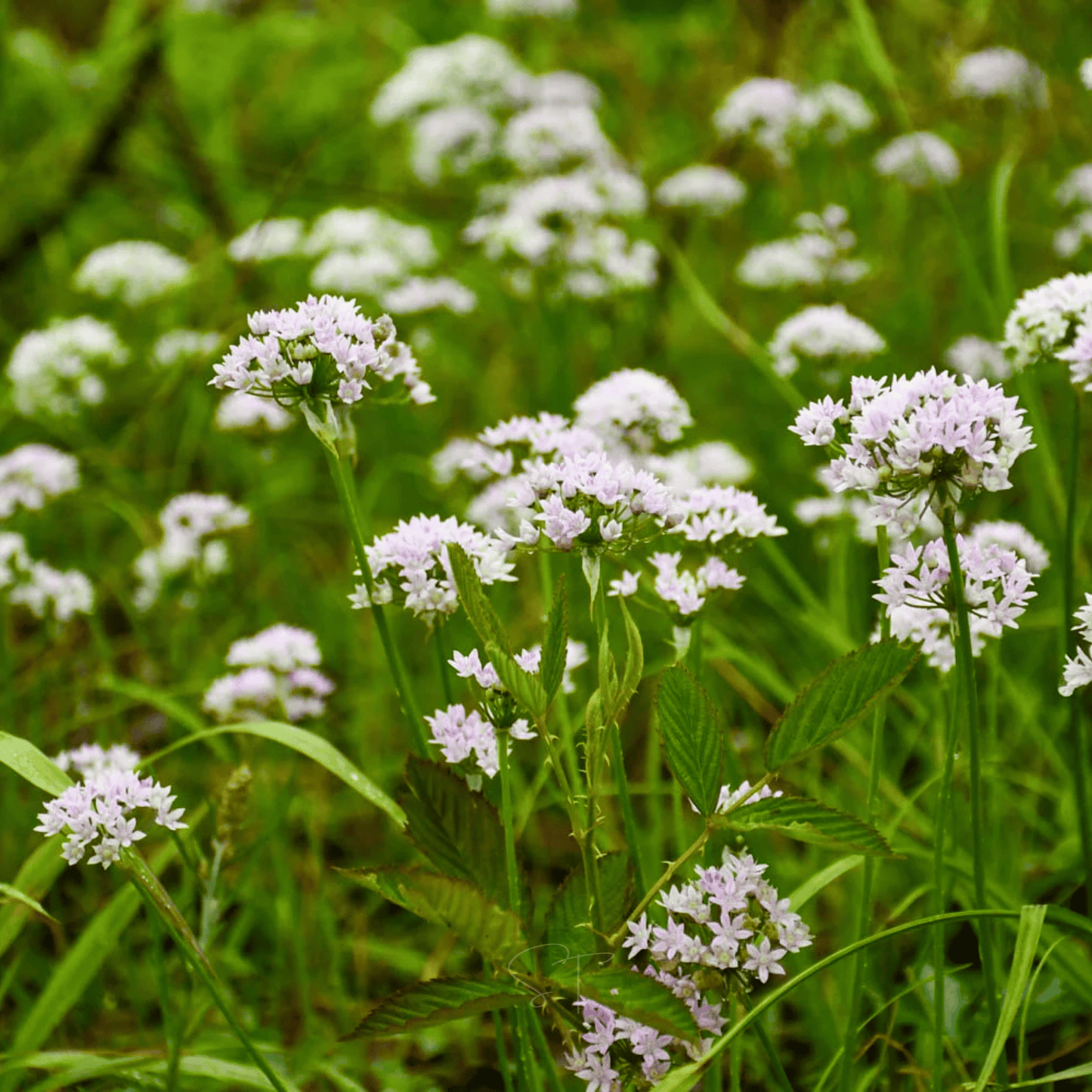 Wild Garlic ā 25 Seeds