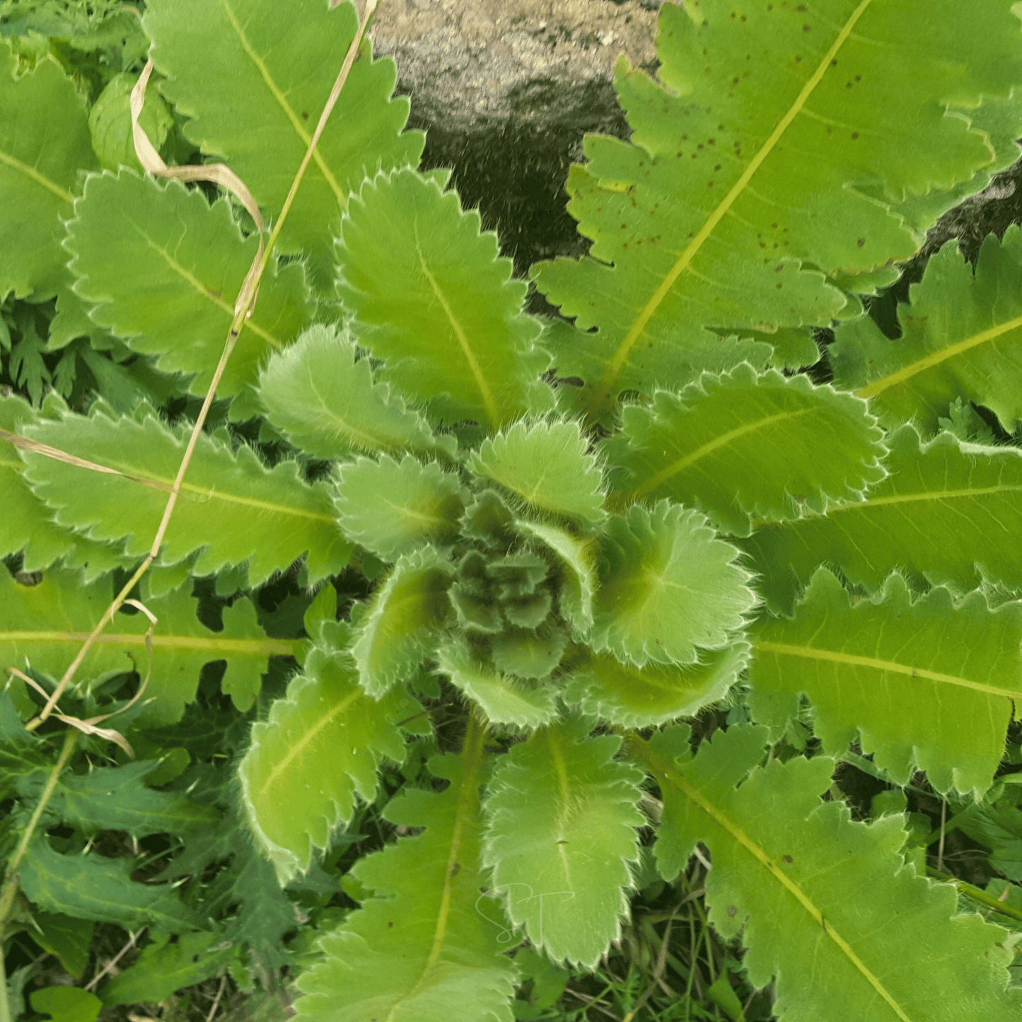 Wild Lettuce ā 20 Seeds