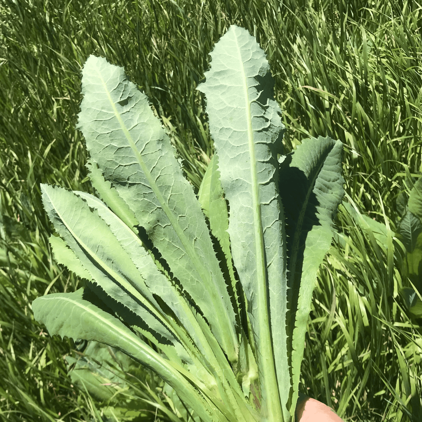 Wild Lettuce ā 20 Seeds