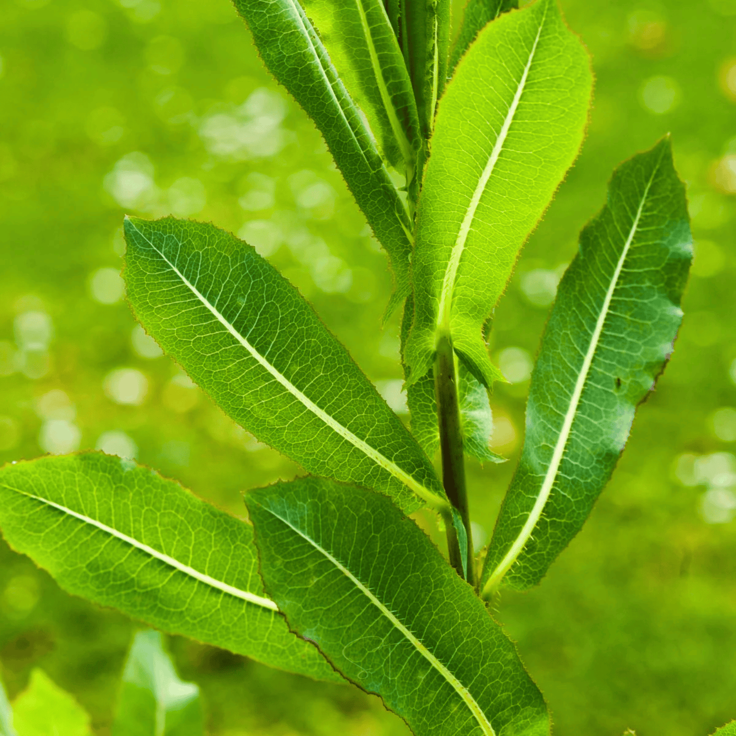 Wild Lettuce ā 20 Seeds