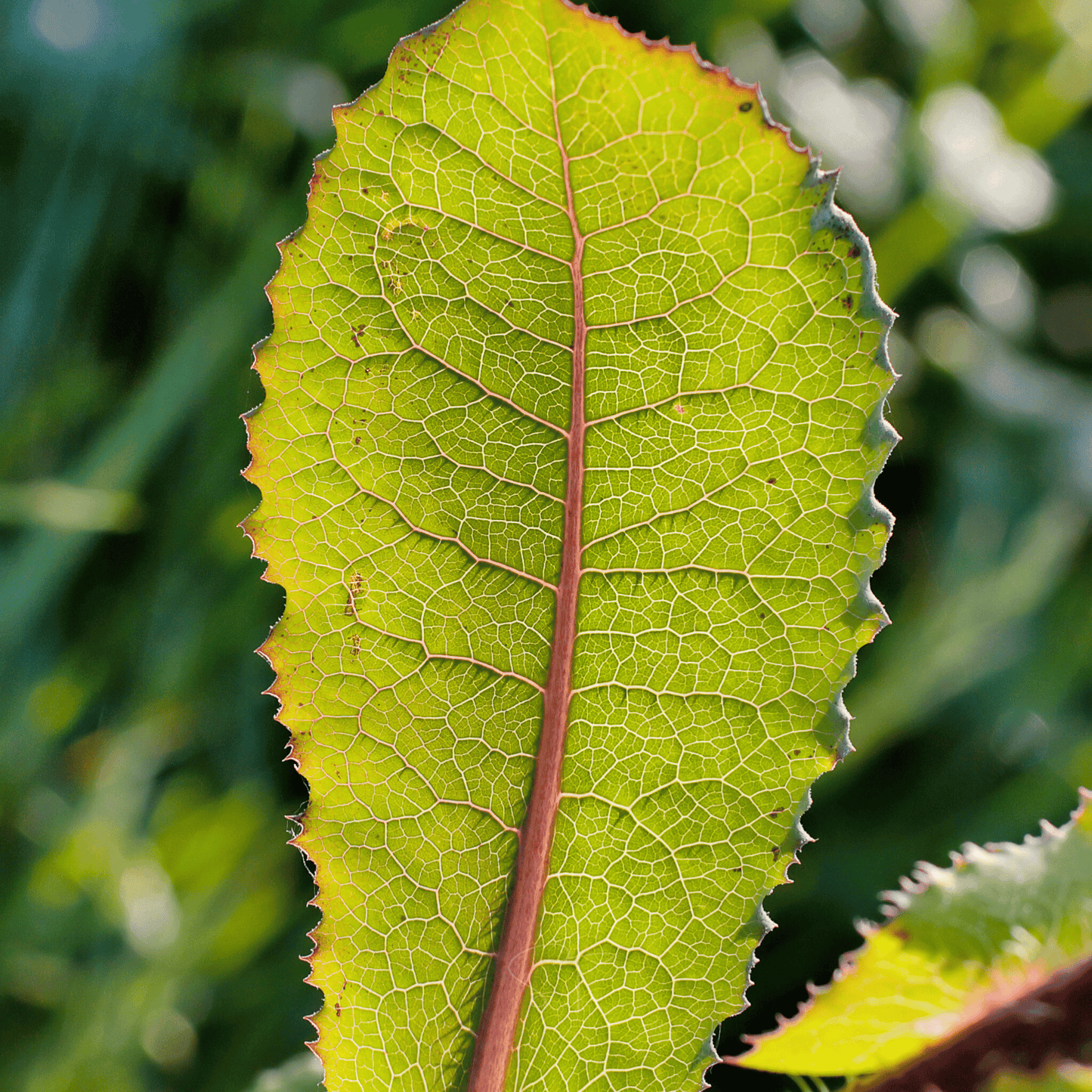 Wild Lettuce ā 20 Seeds