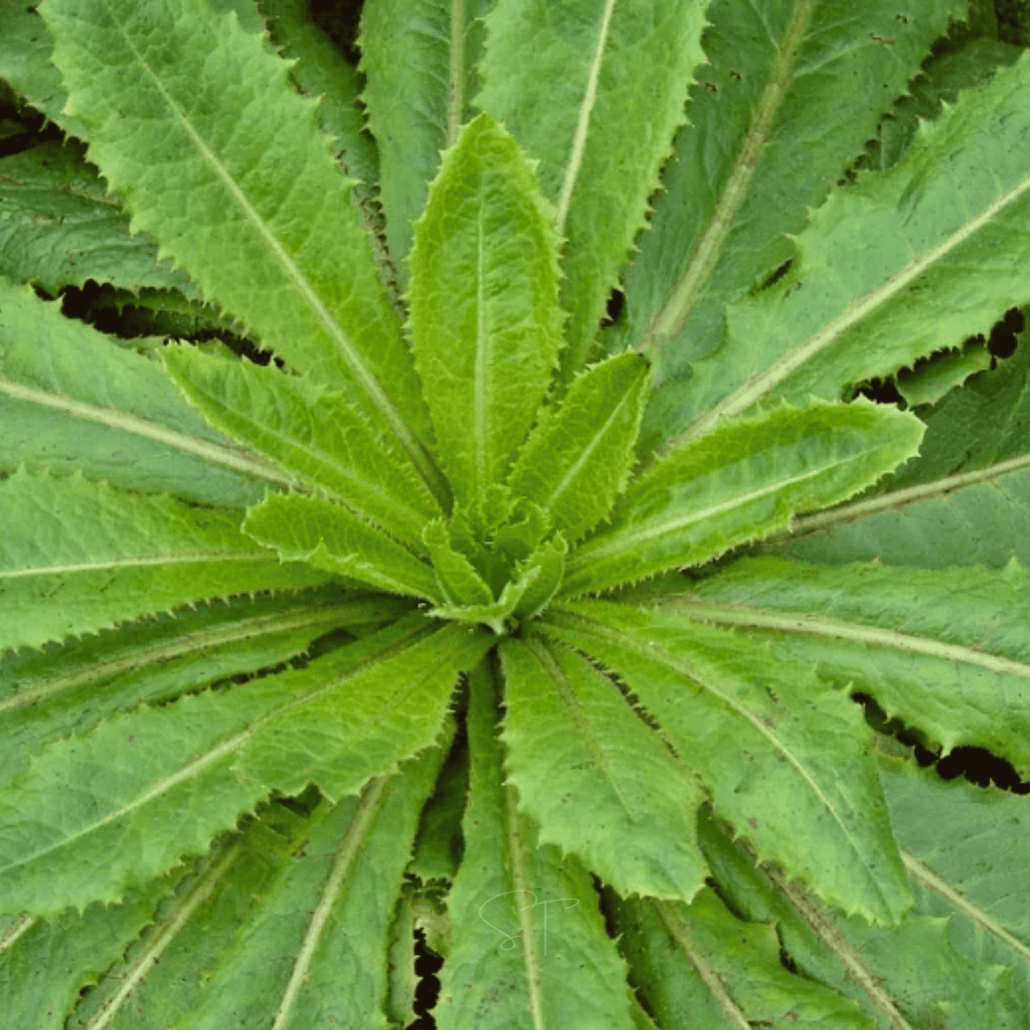 Wild Lettuce ā 20 Seeds