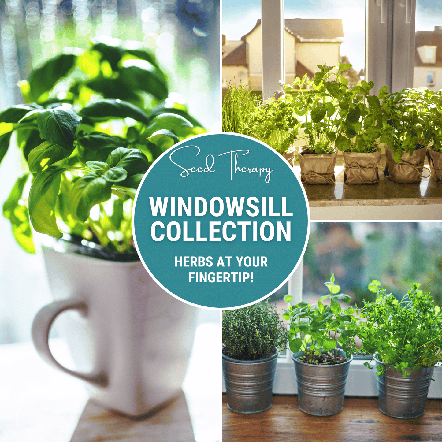 Windowsill Herb Seed Collection ā 6 Culinary Herbs