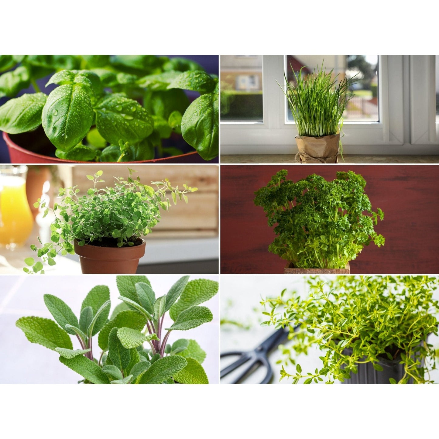 Windowsill Herb Seed Collection ā 6 Culinary Herbs