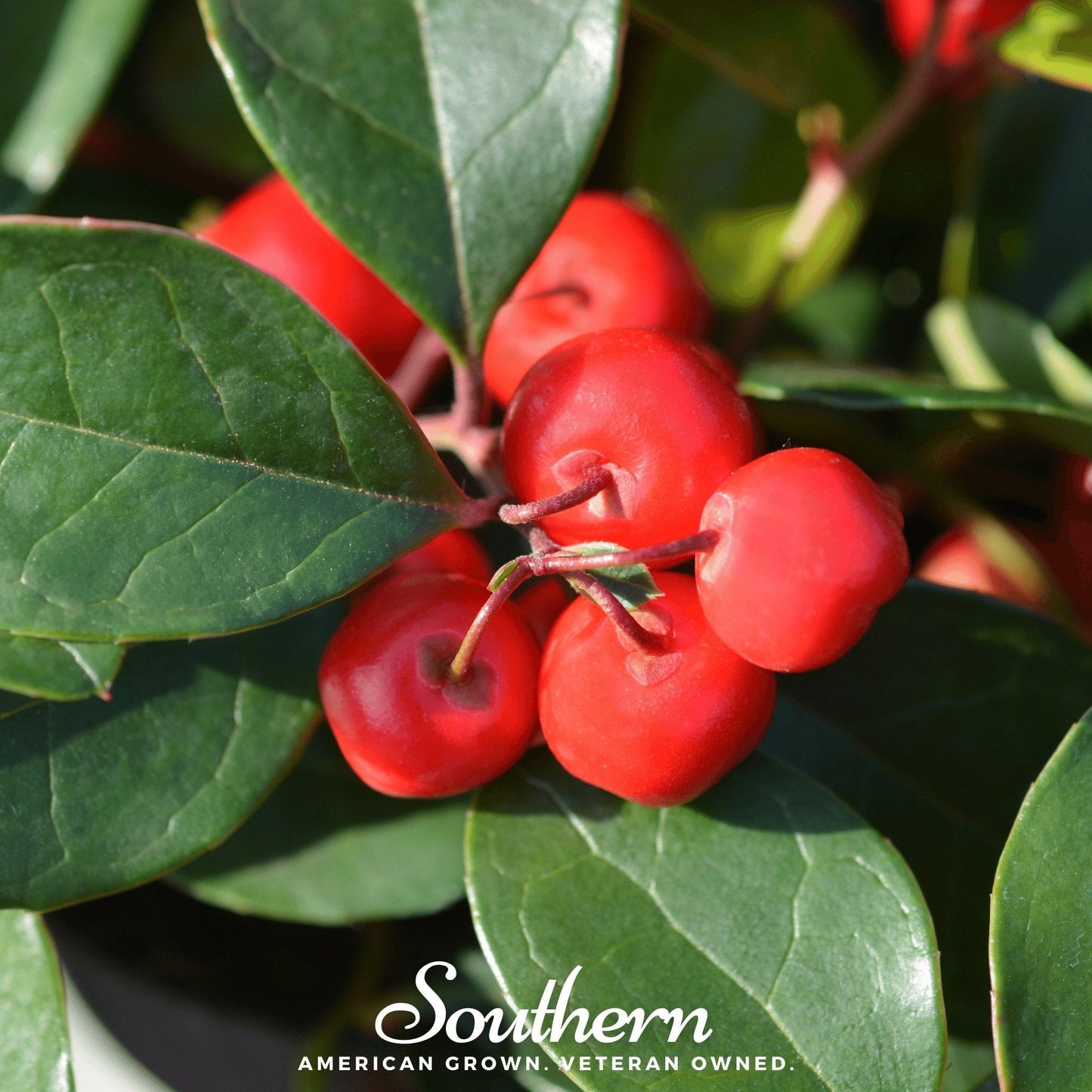 Wintergreen (Teaberry) ā 20 Seeds