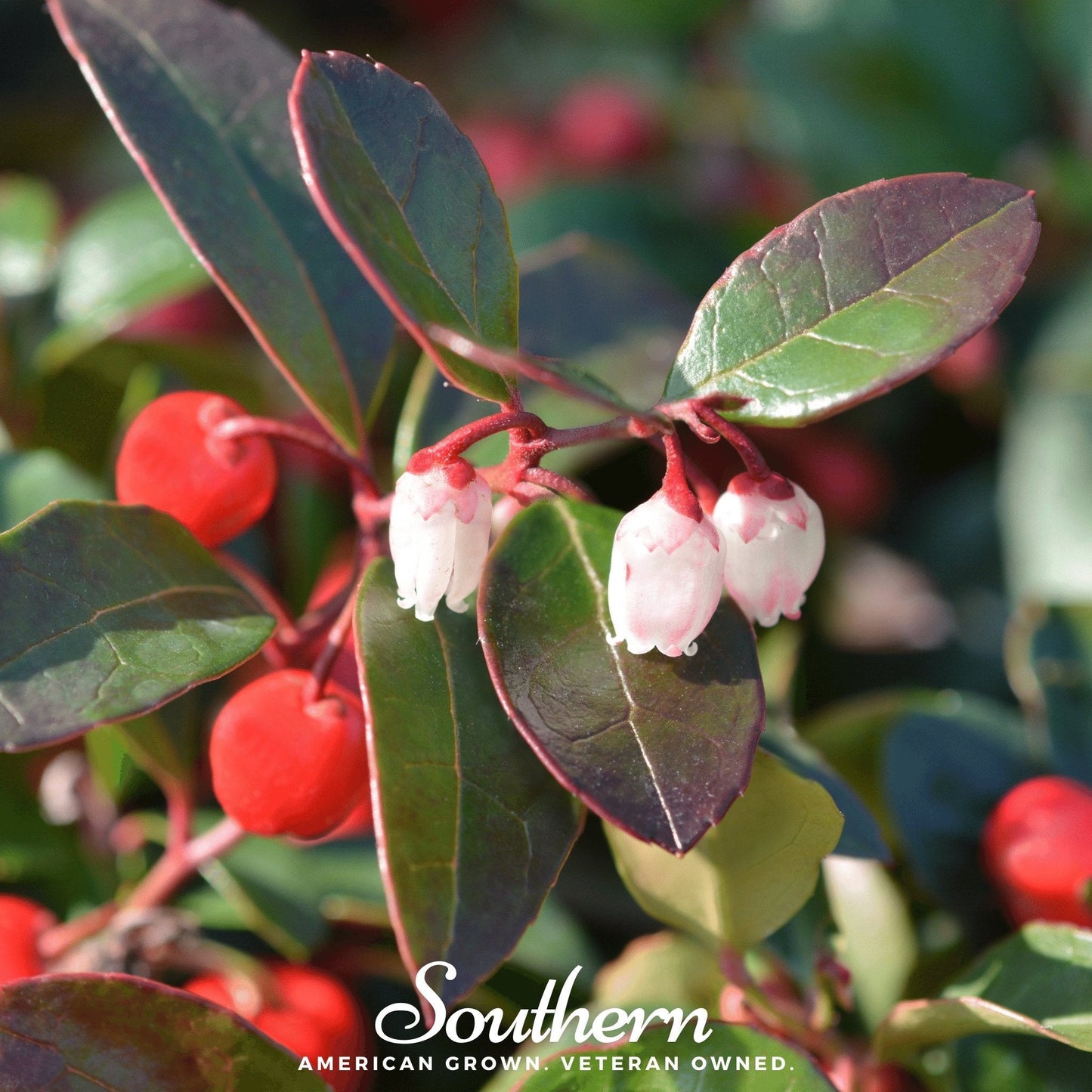 Wintergreen (Teaberry) ā 20 Seeds