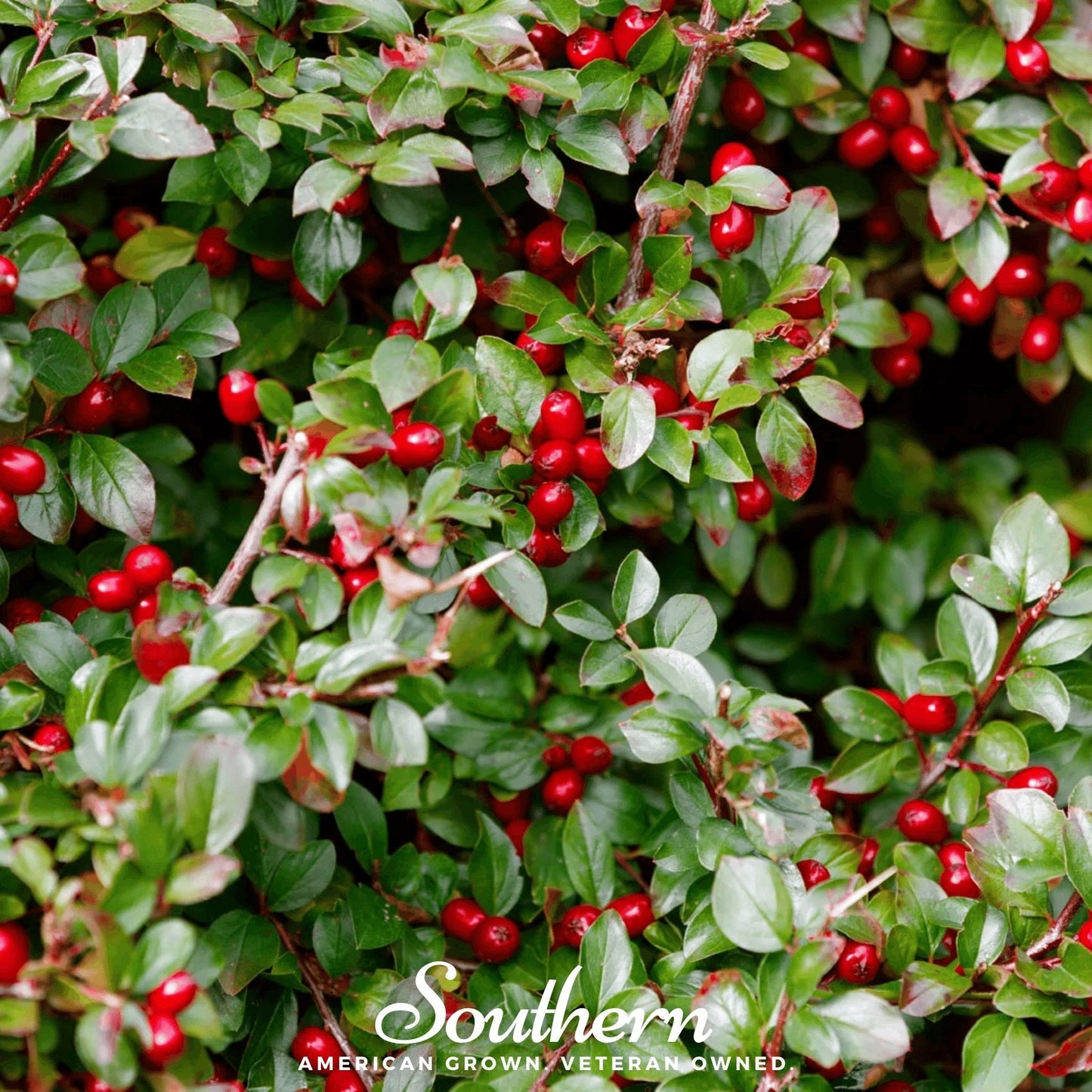 Wintergreen (Teaberry) ā 20 Seeds