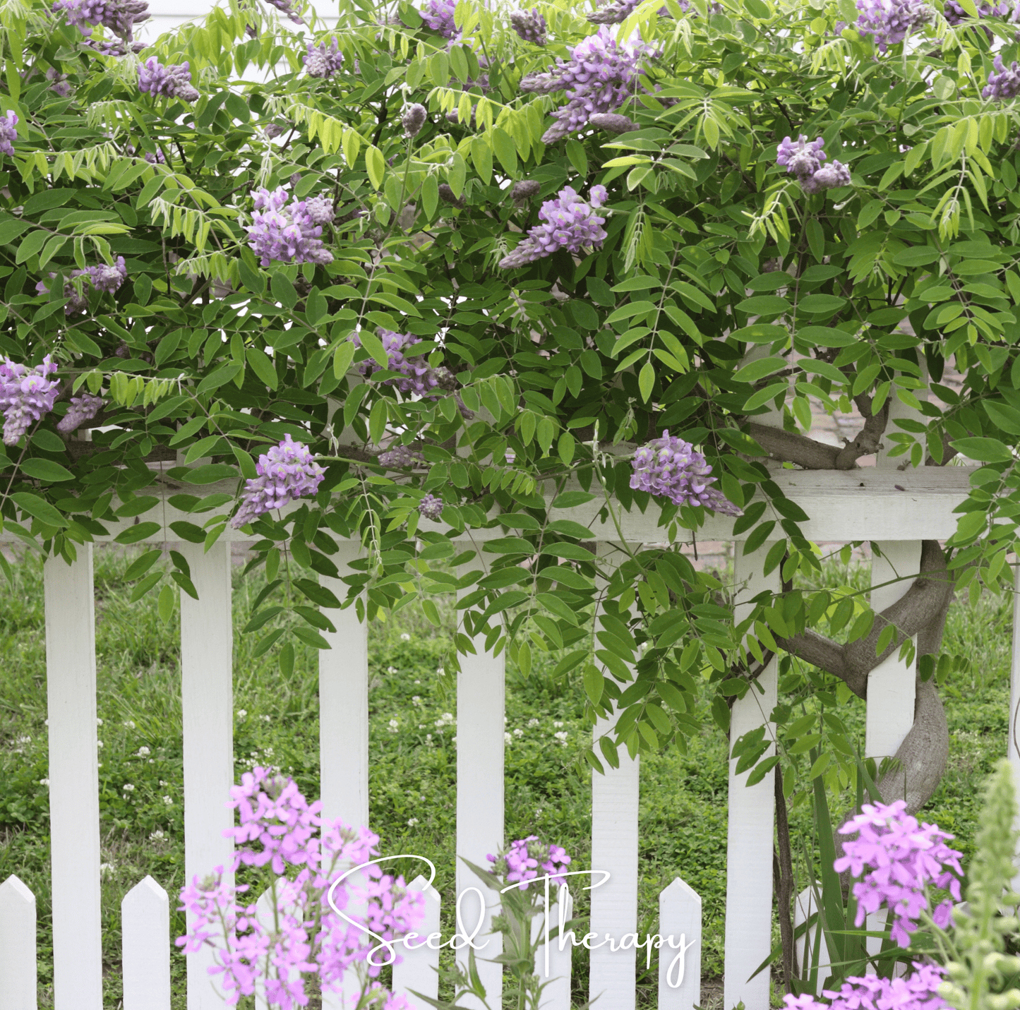 American Wisteria ā 5 Seeds