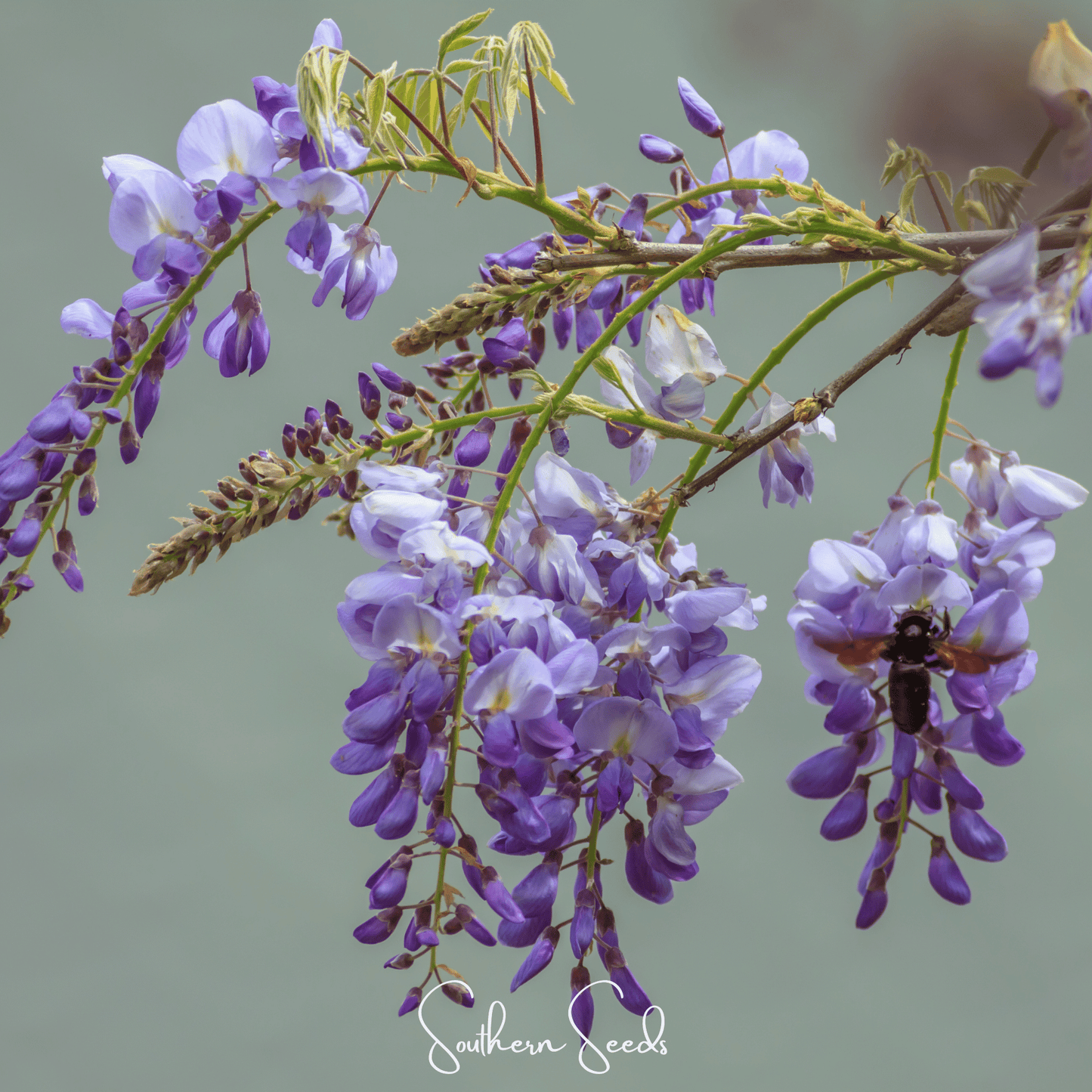 American Wisteria ā 5 Seeds
