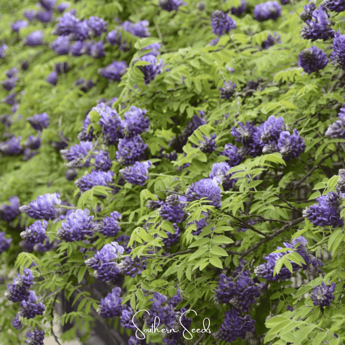 American Wisteria ā 5 Seeds