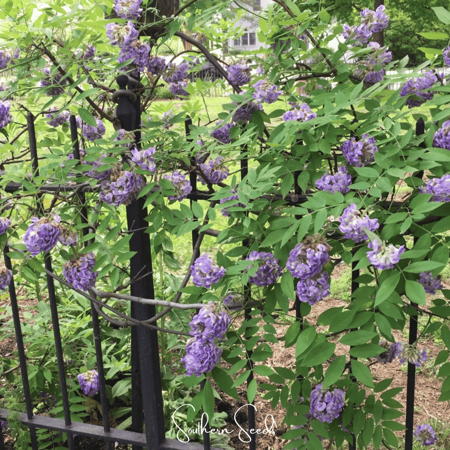 American Wisteria ā 5 Seeds
