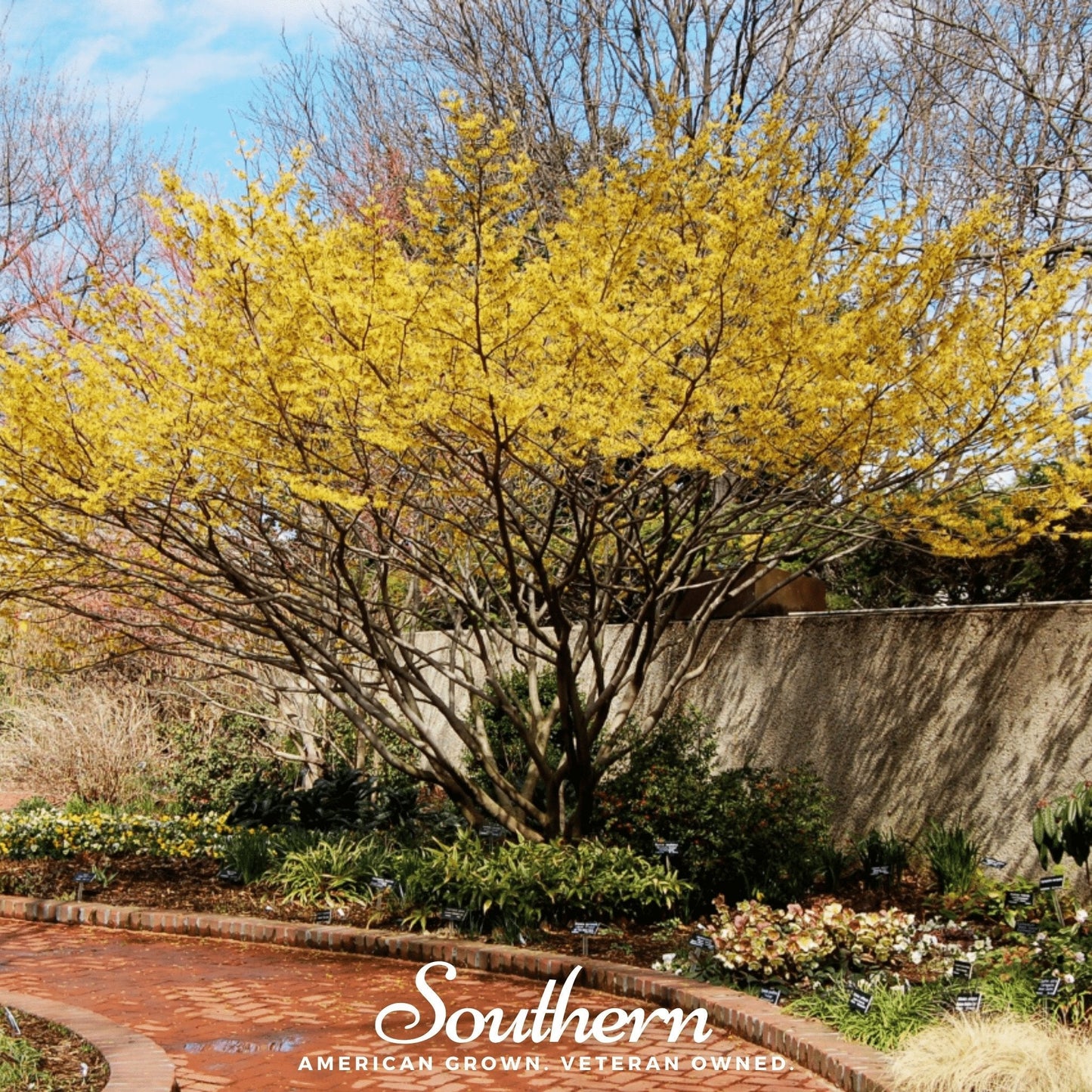 Witch Hazel ā 5 Seeds