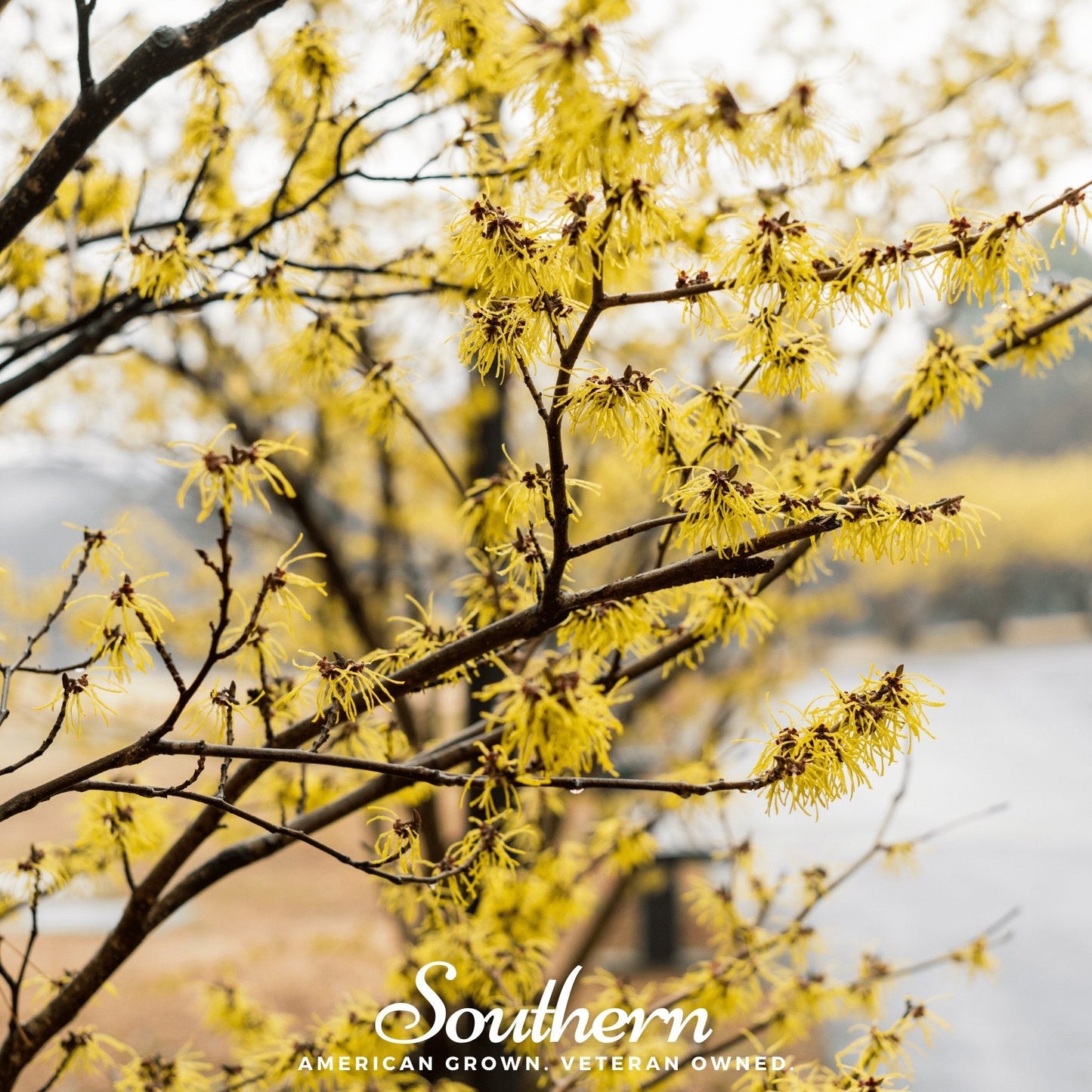 Witch Hazel ā 5 Seeds