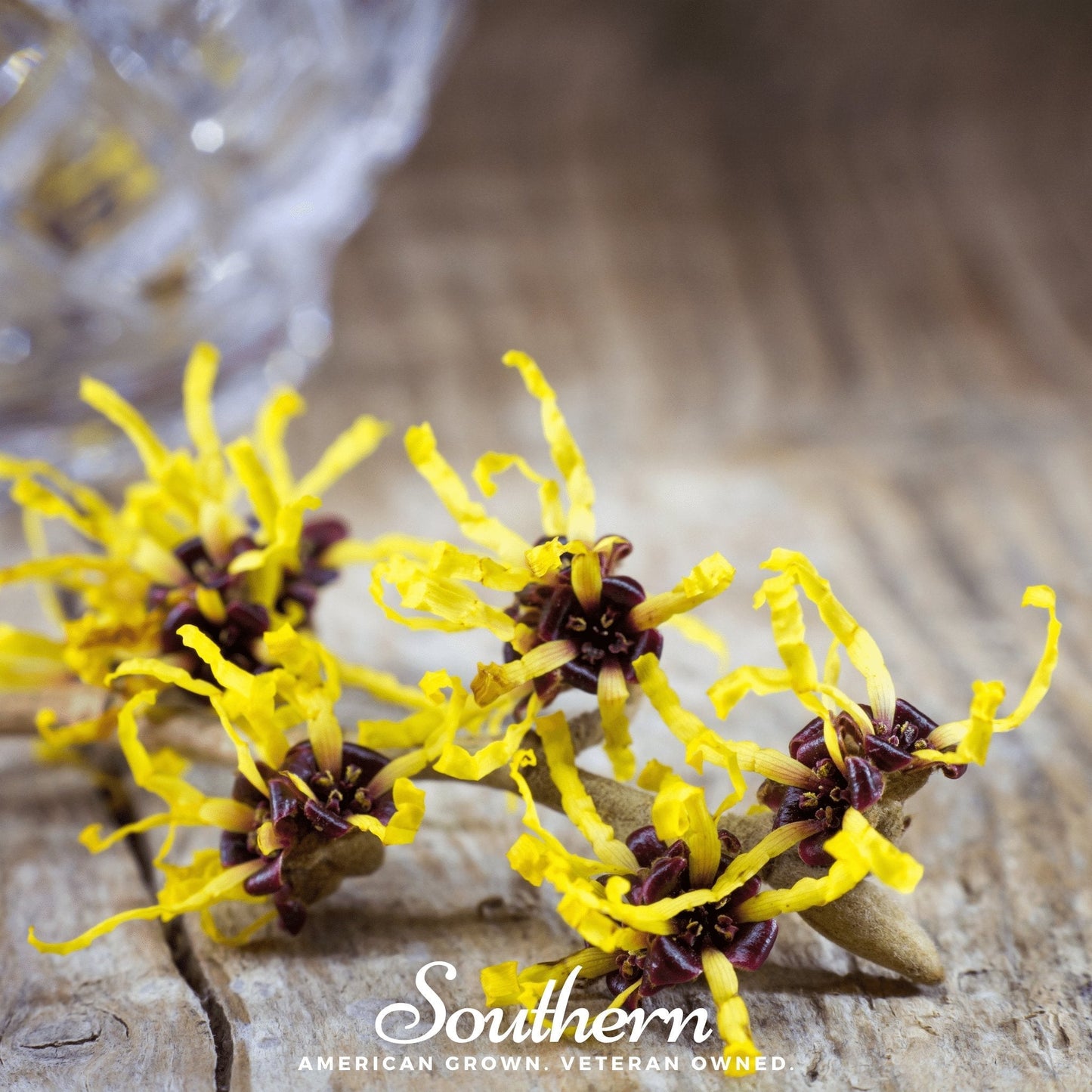 Witch Hazel ā 5 Seeds